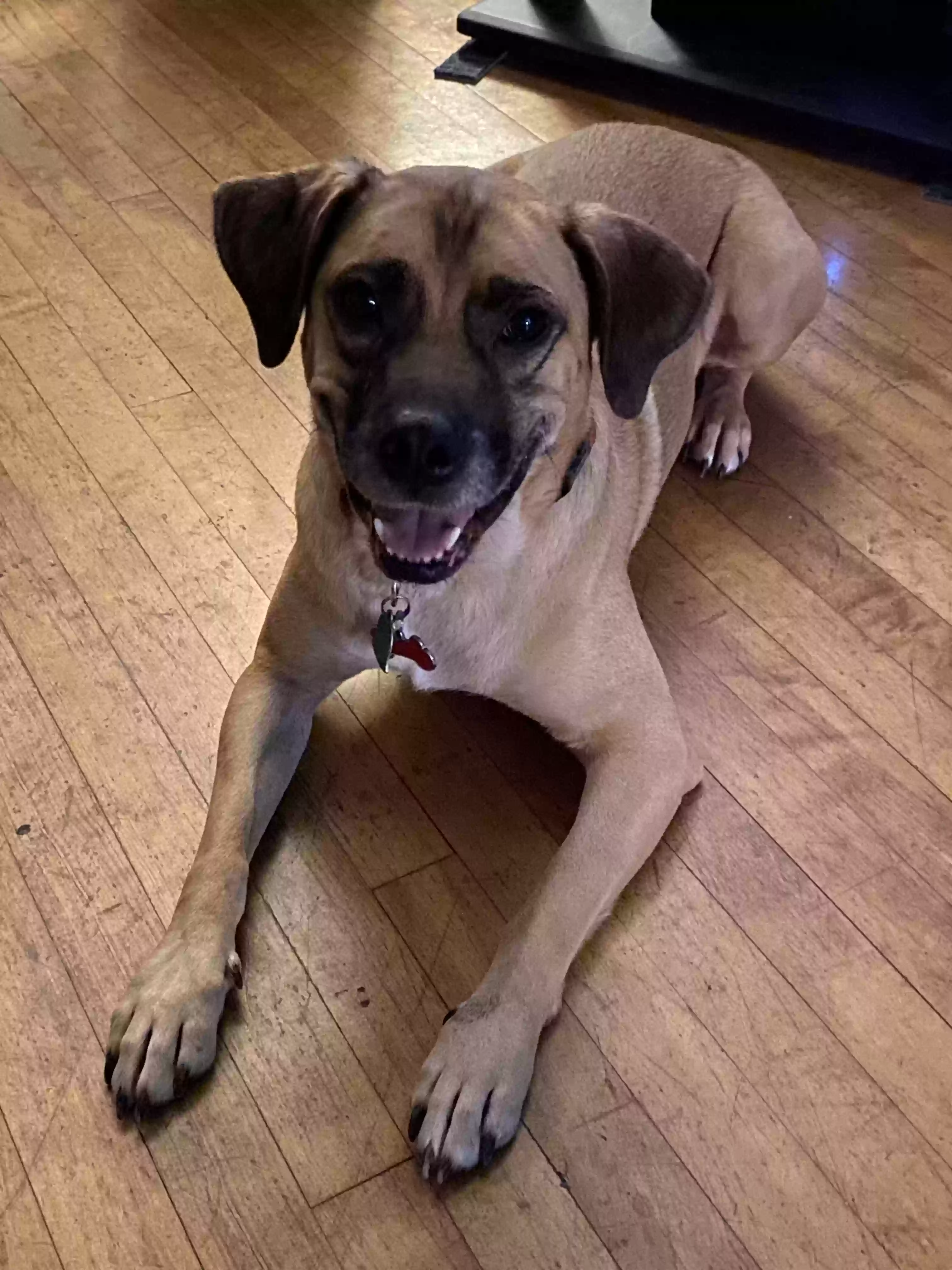 adoptable Dog in Anchorage,AK named Louie