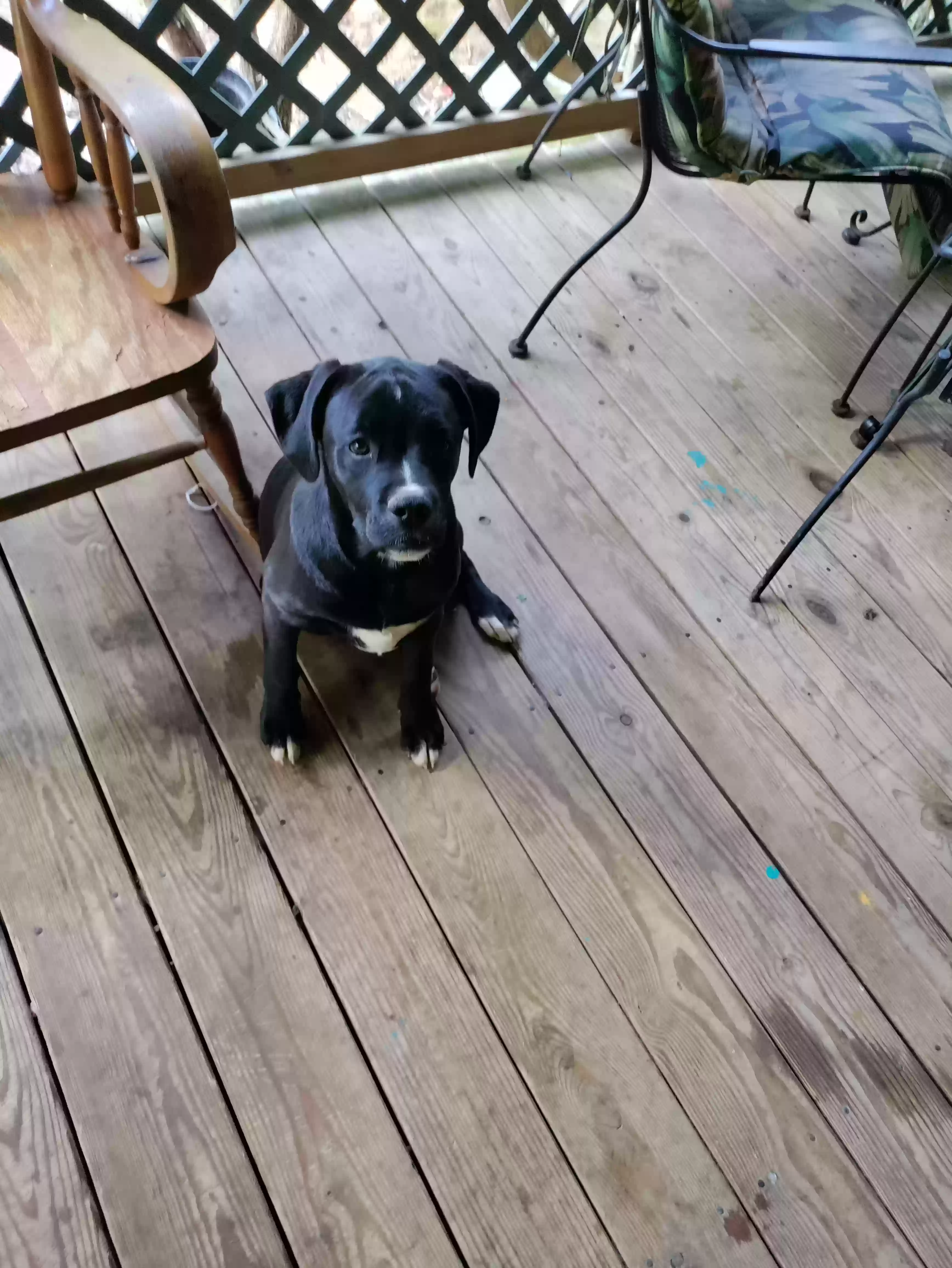 adoptable Dog in Rush,KY named Piper and Lady