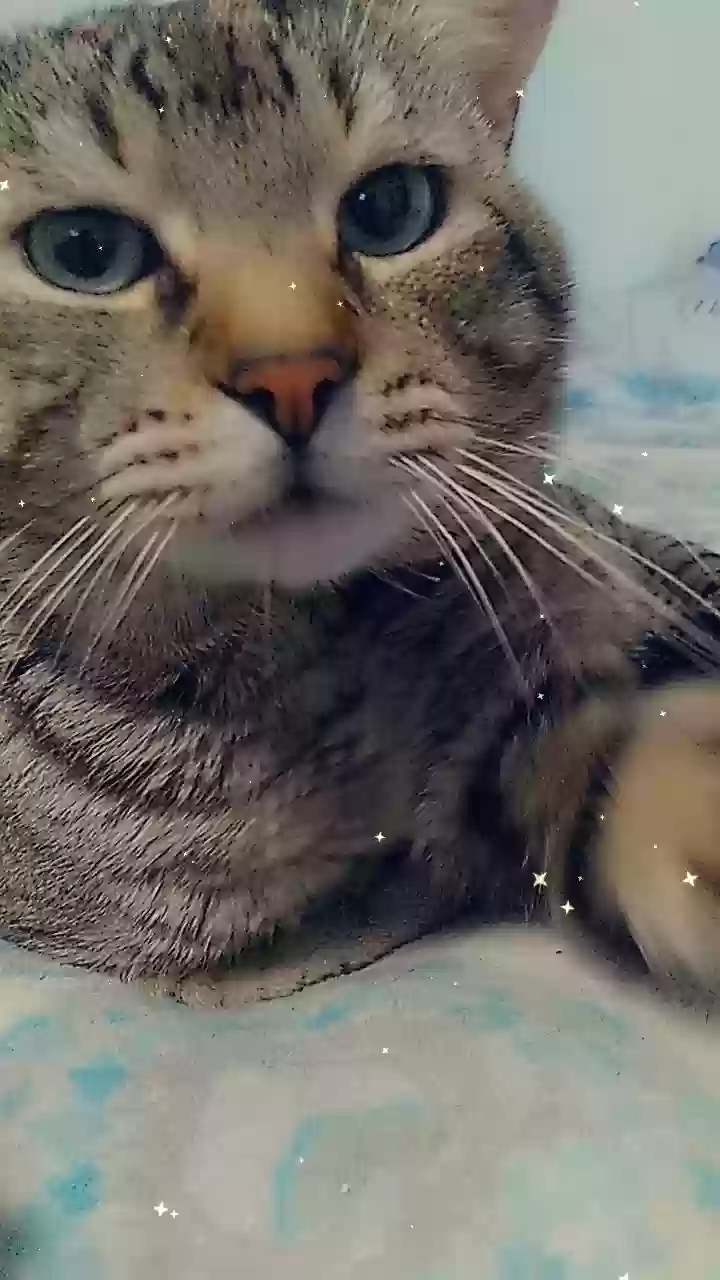 adoptable Cat in Reidsville,NC named Tigger