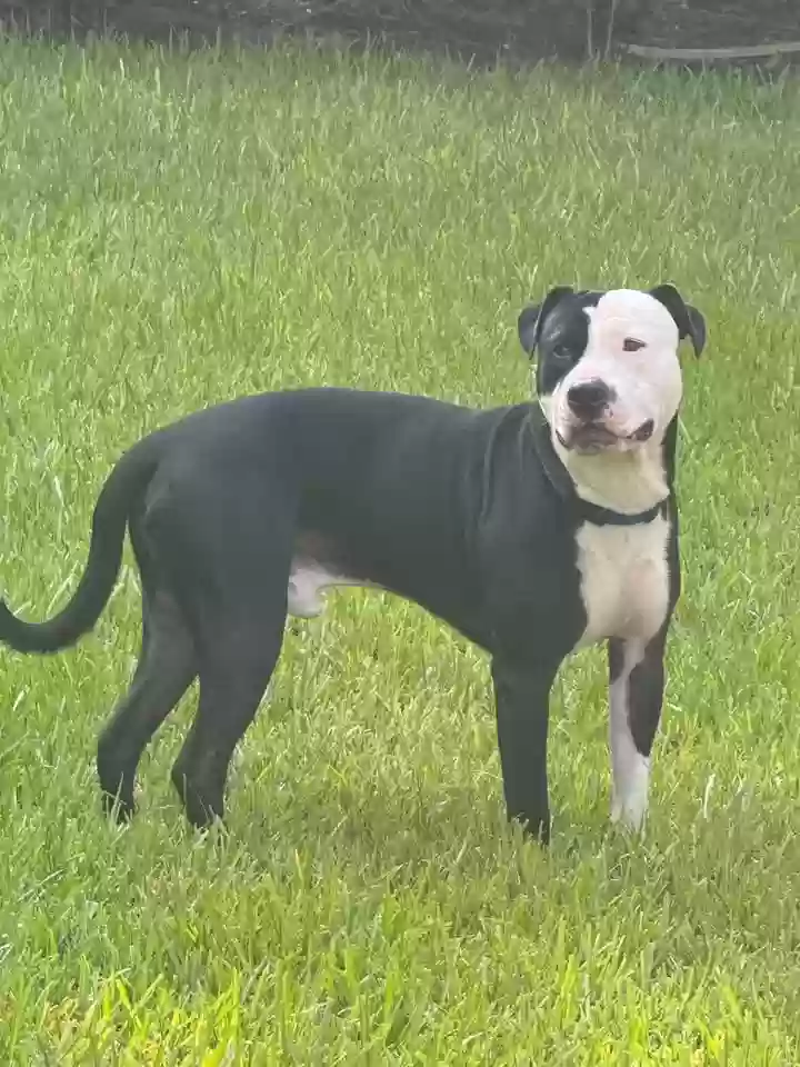 adoptable Dog in Apopka,FL named unknown