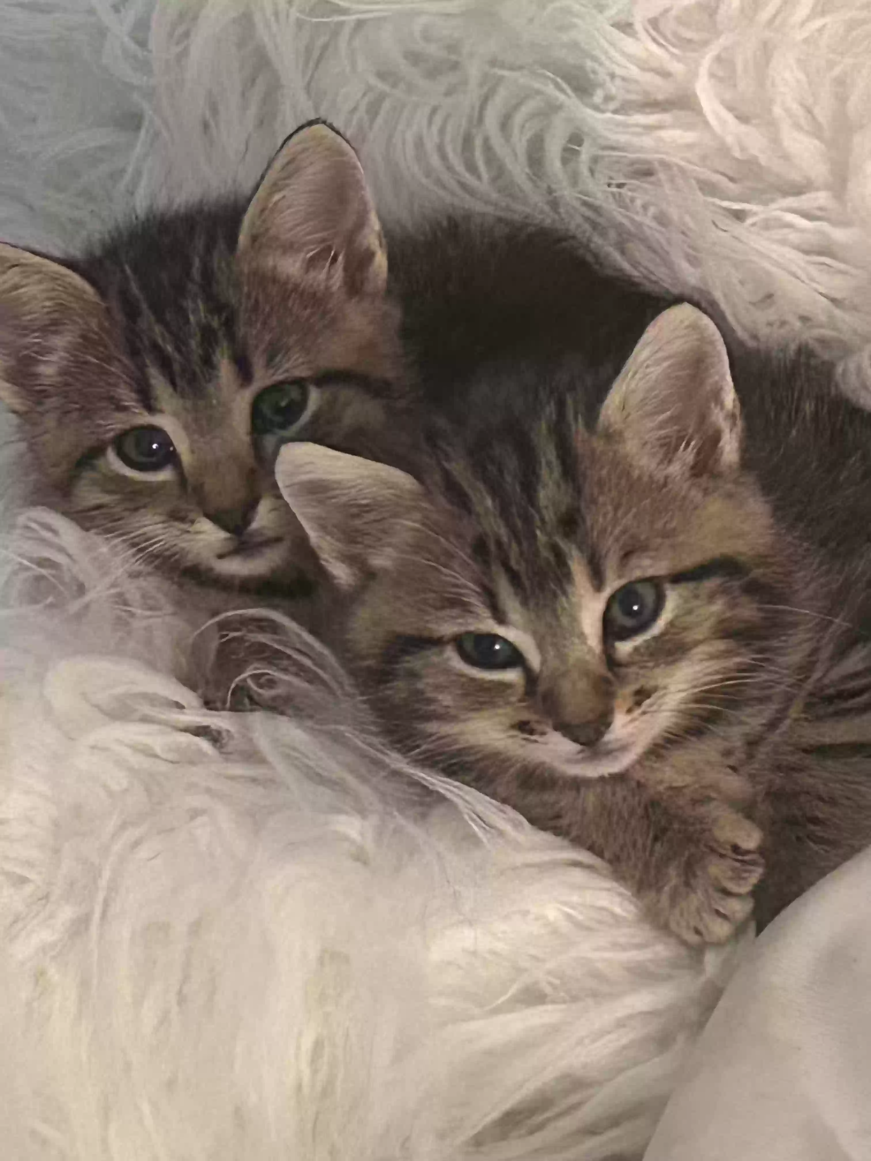 adoptable Cat in Marietta,GA named Cherokee and Carolina