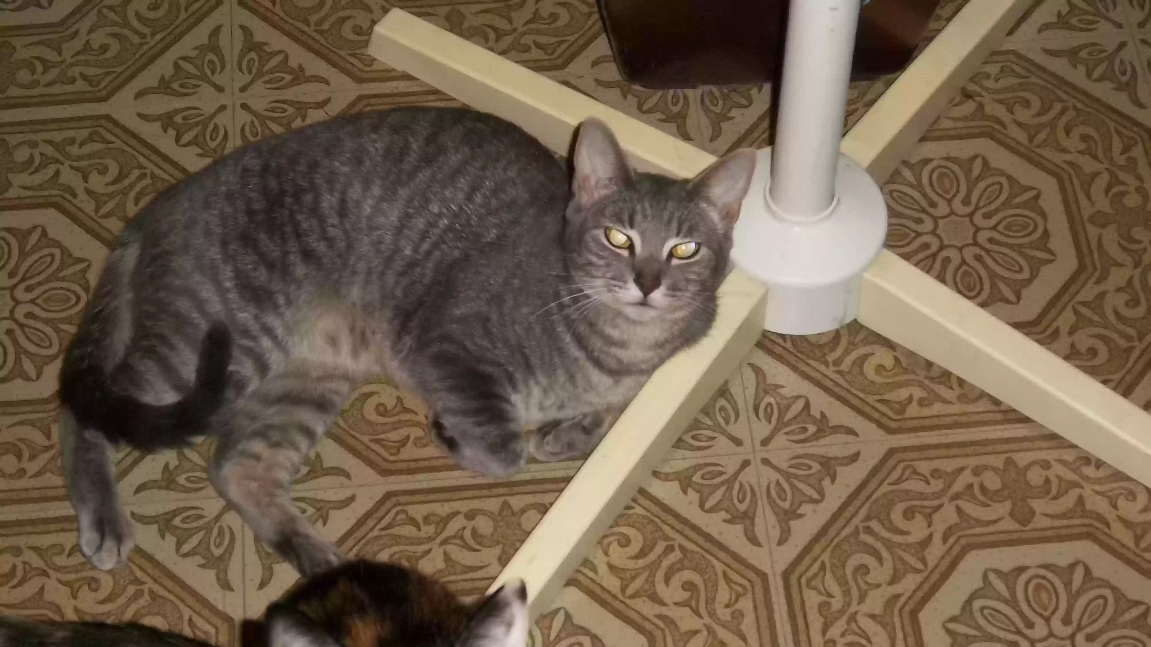 adoptable Cat in Dearborn,MI named Tiger