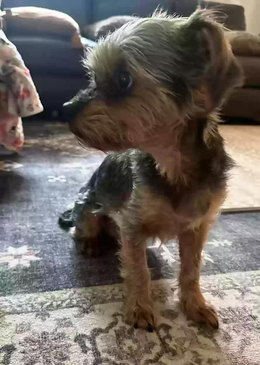 adoptable Dog in Centerport,NY named Jagger