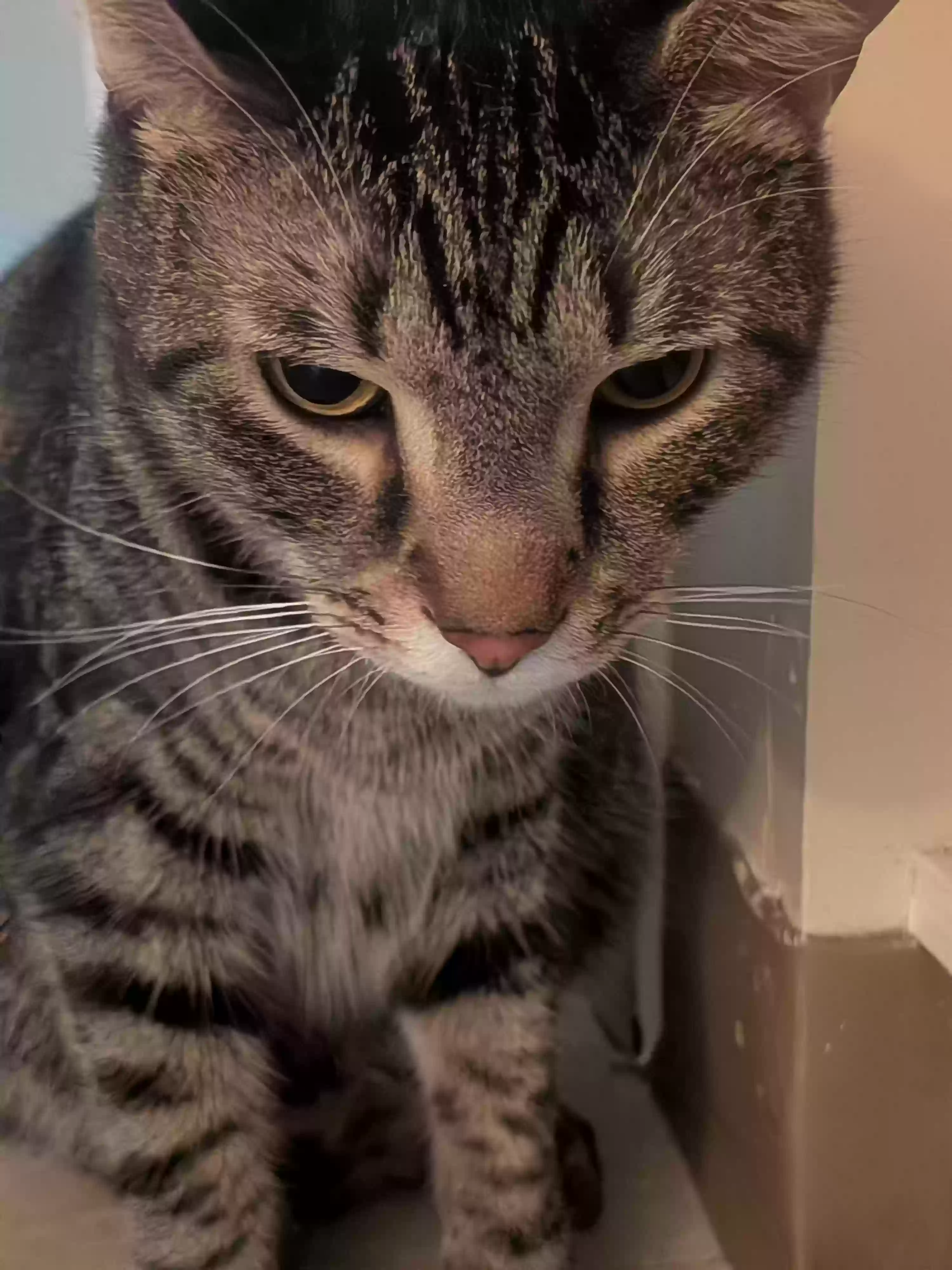 adoptable Cat in Cookeville,TN named Zeke(Ezekiel)