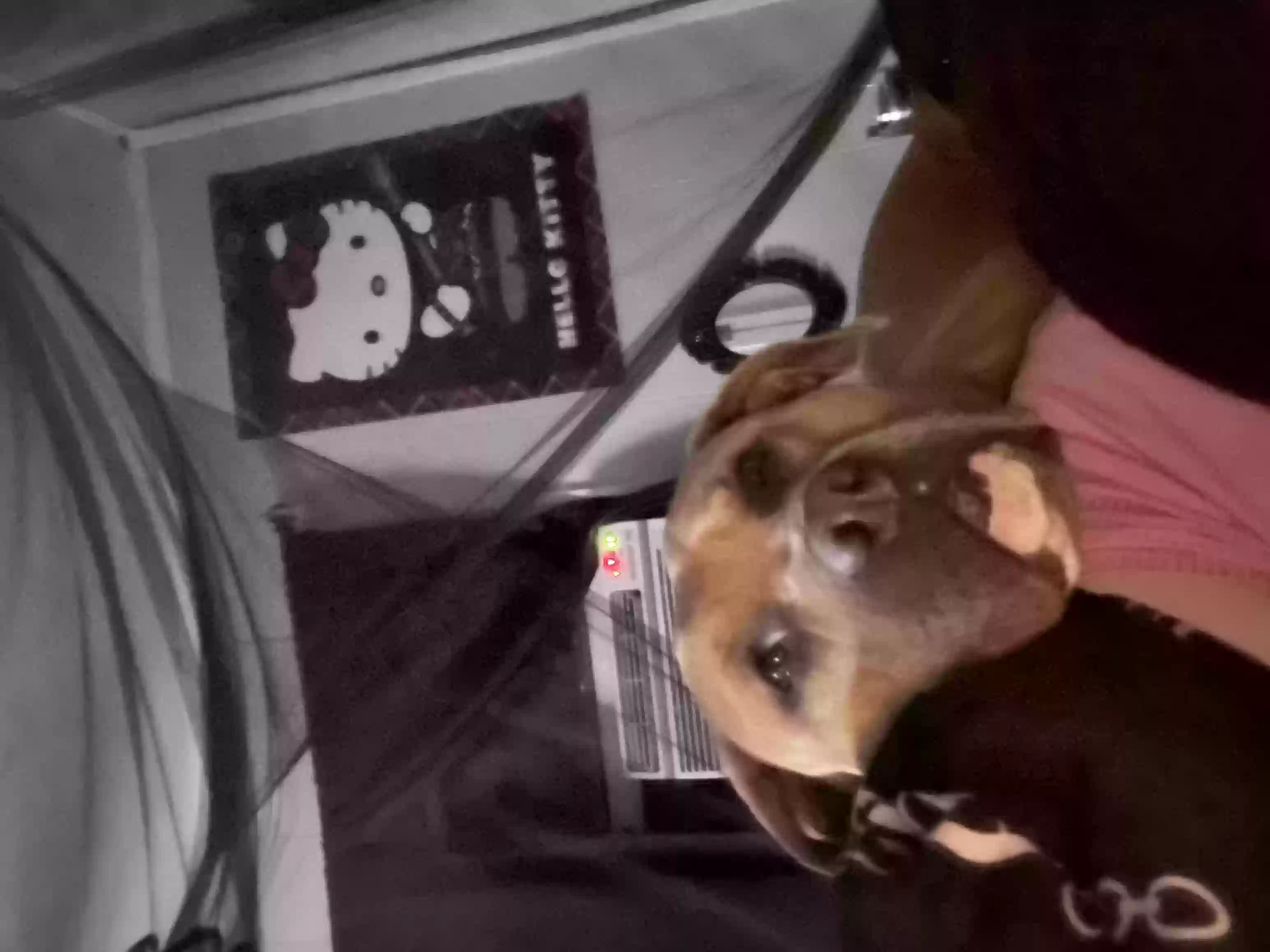 adoptable Dog in Apple Valley,CA named Valentine