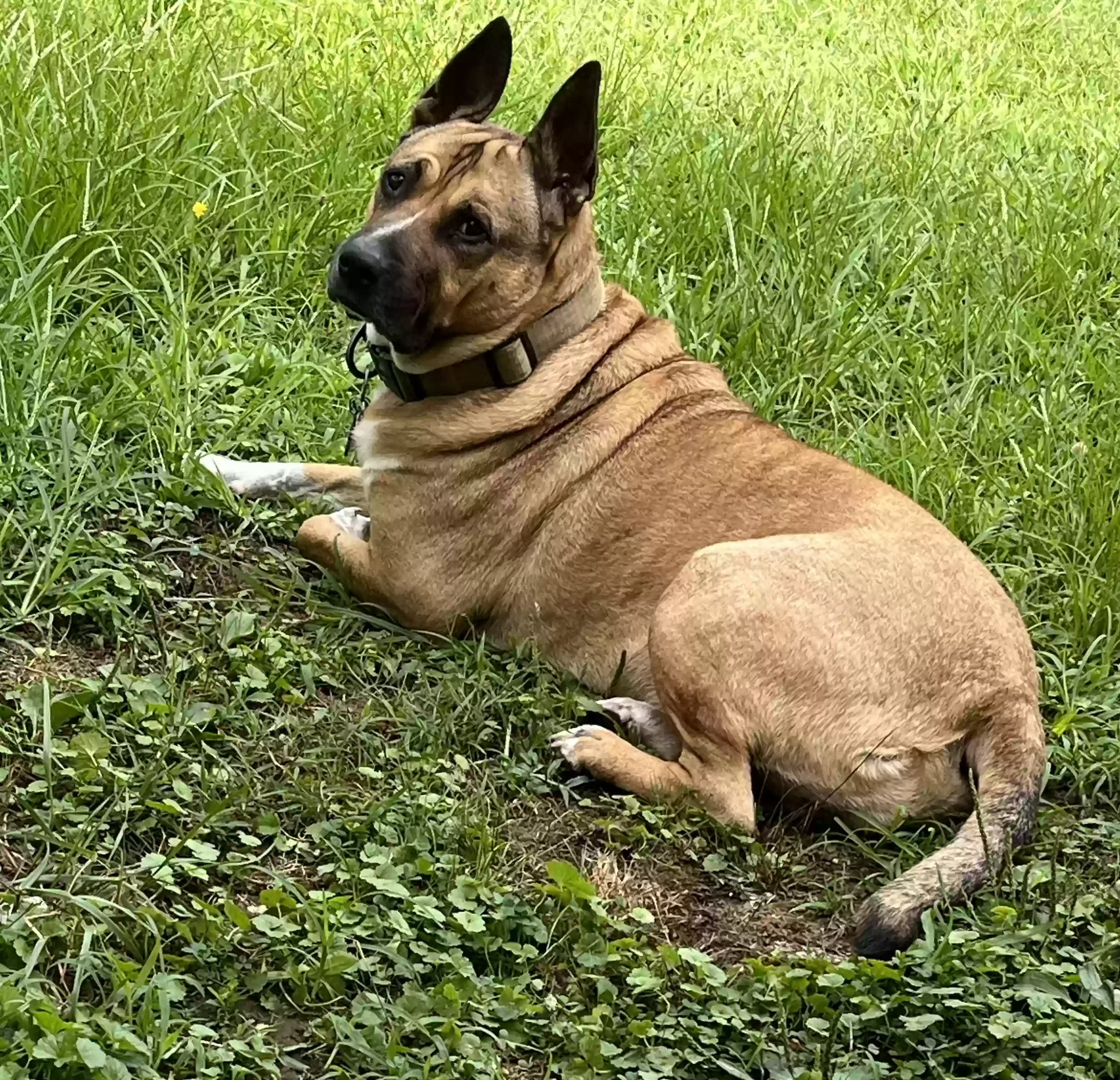 adoptable Dog in Cherokee,AL named Akio