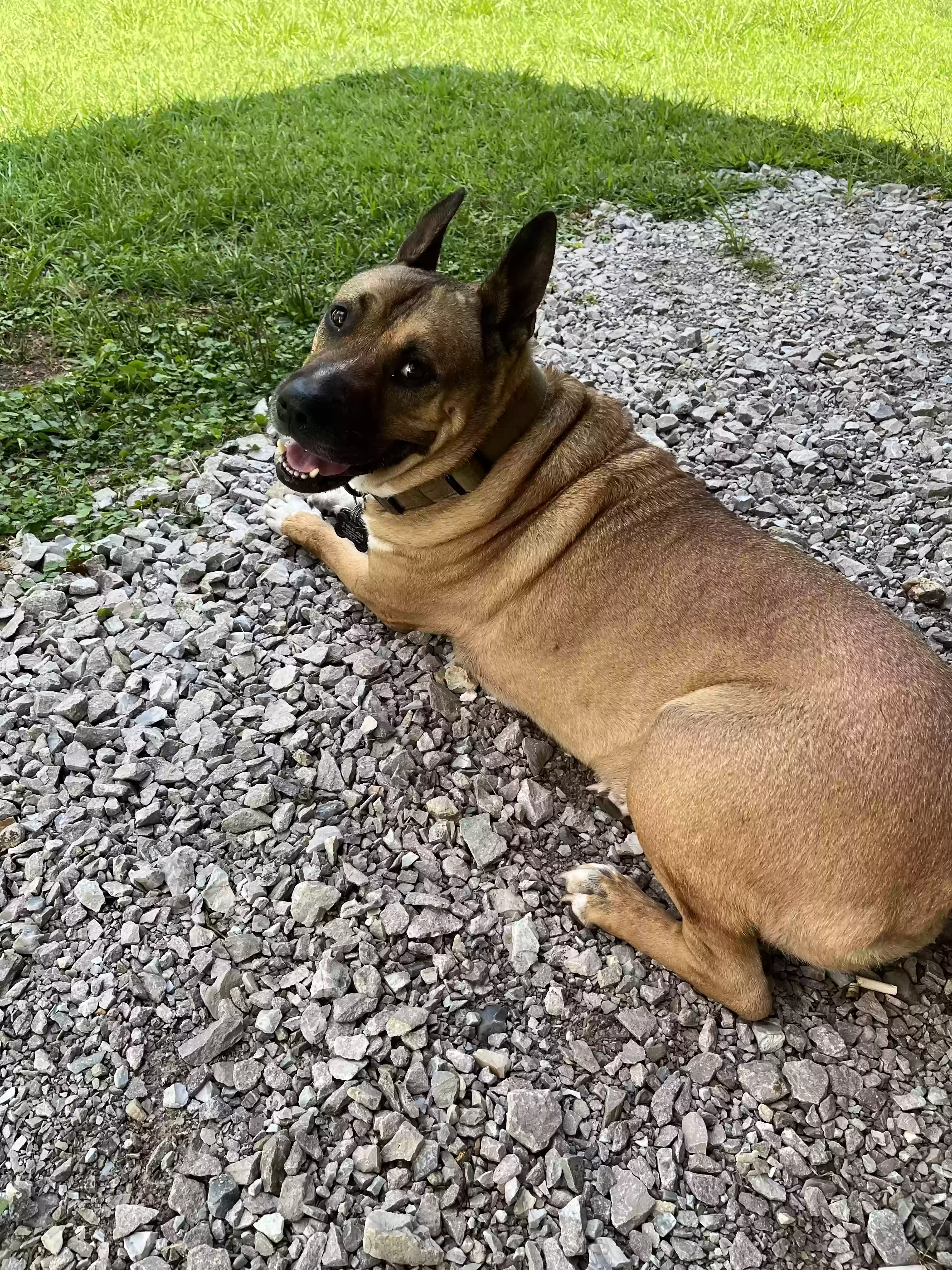 adoptable Dog in Cherokee,AL named Akio