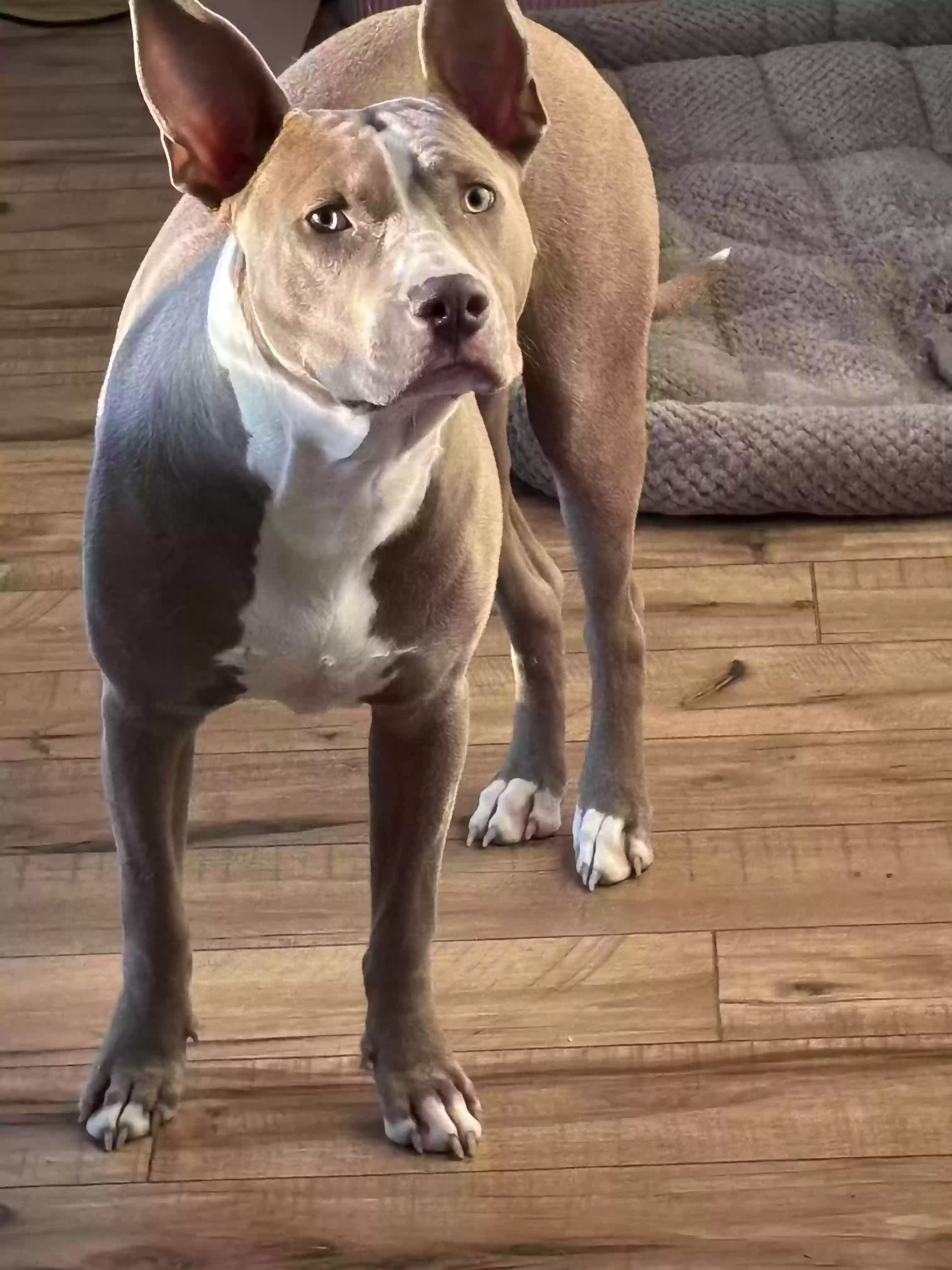 adoptable Dog in Monroe,NC named Jax