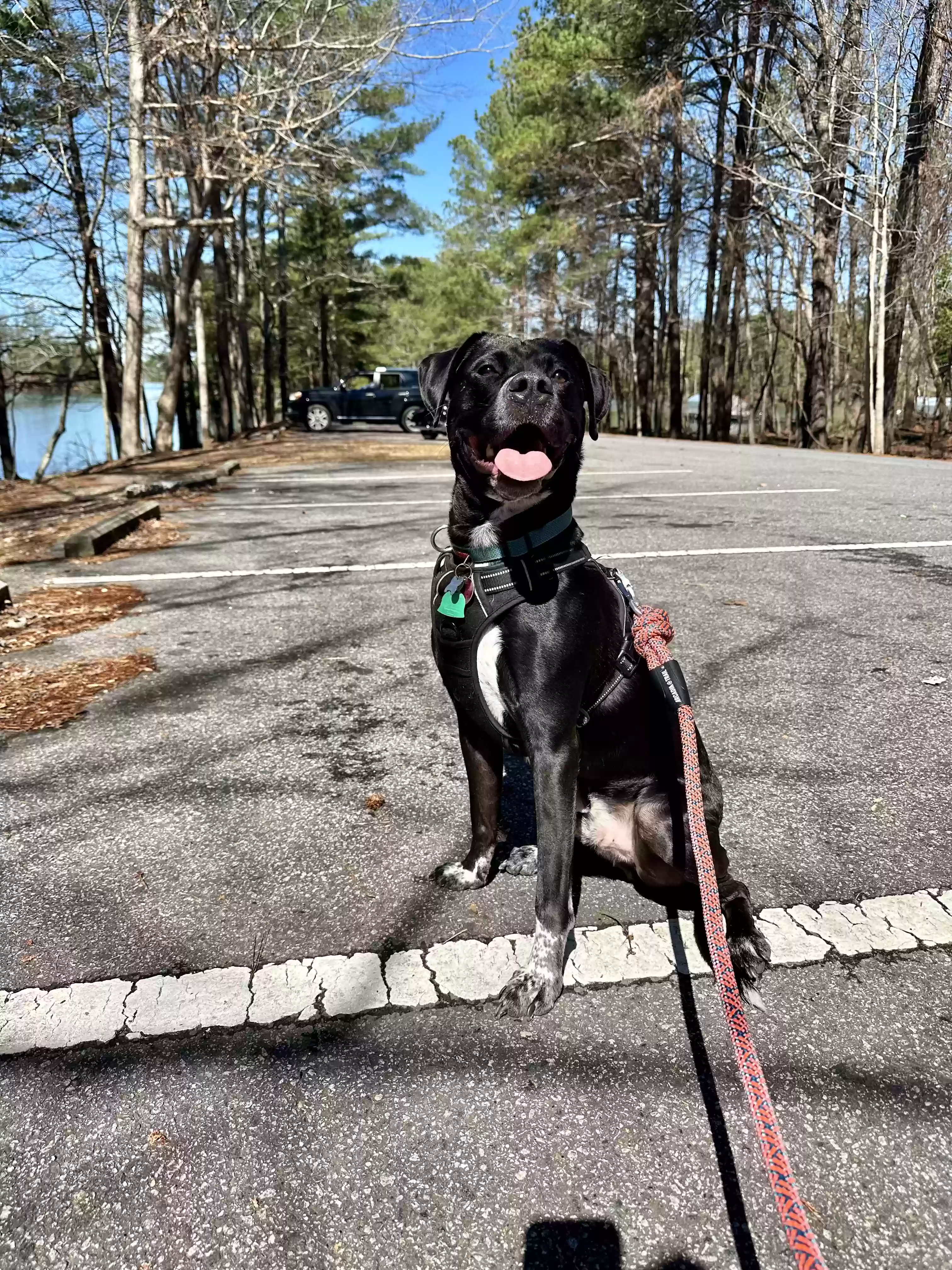 adoptable Dog in Gainesville,GA named Koa