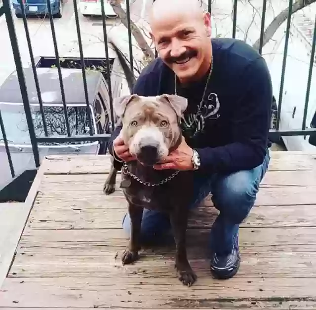 adoptable Dog in Loganville,GA named Rocky