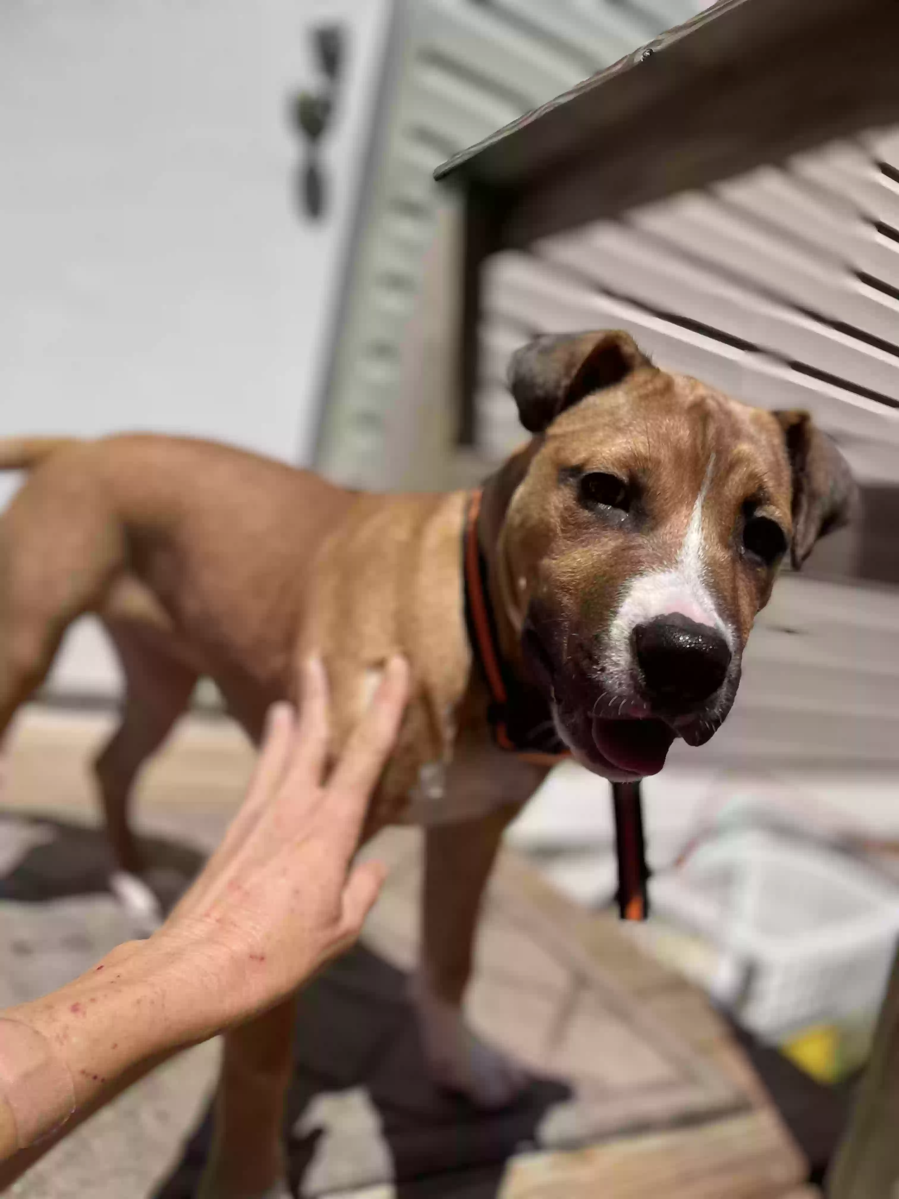 adoptable Dog in Polk City,FL named Stormy