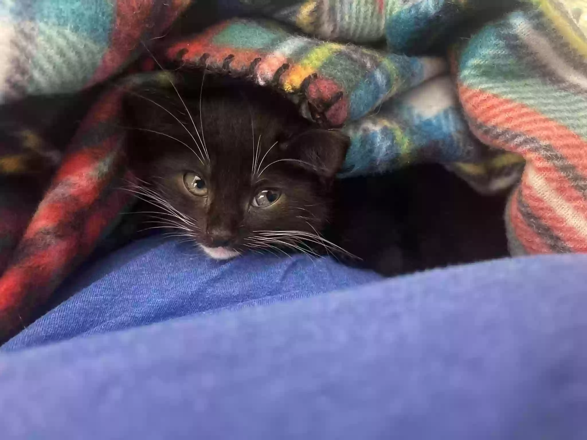 adoptable Cat in Loganville,GA named Honey Bunny (Bunny)