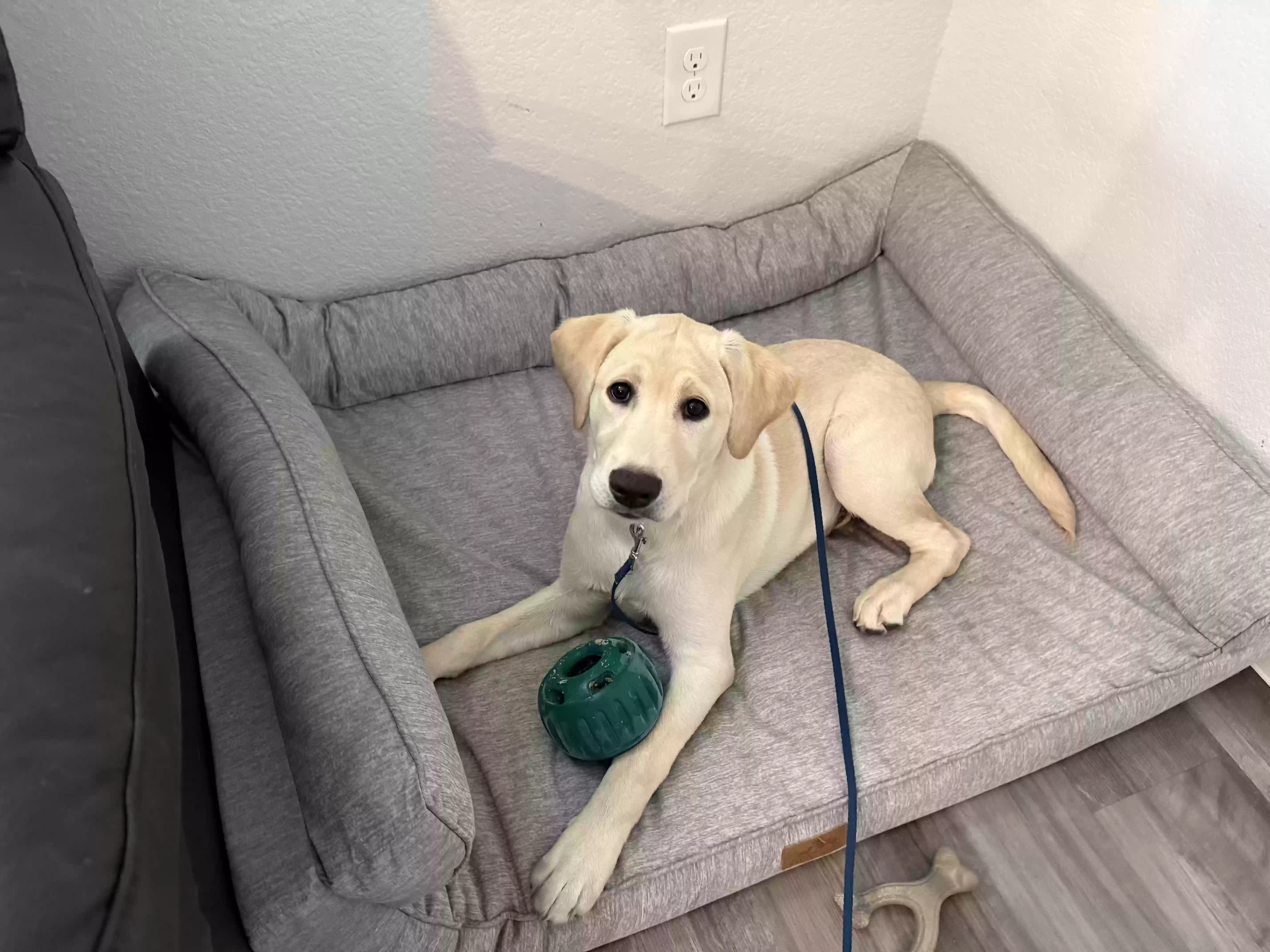 adoptable Dog in Princeton,TX named Wallie