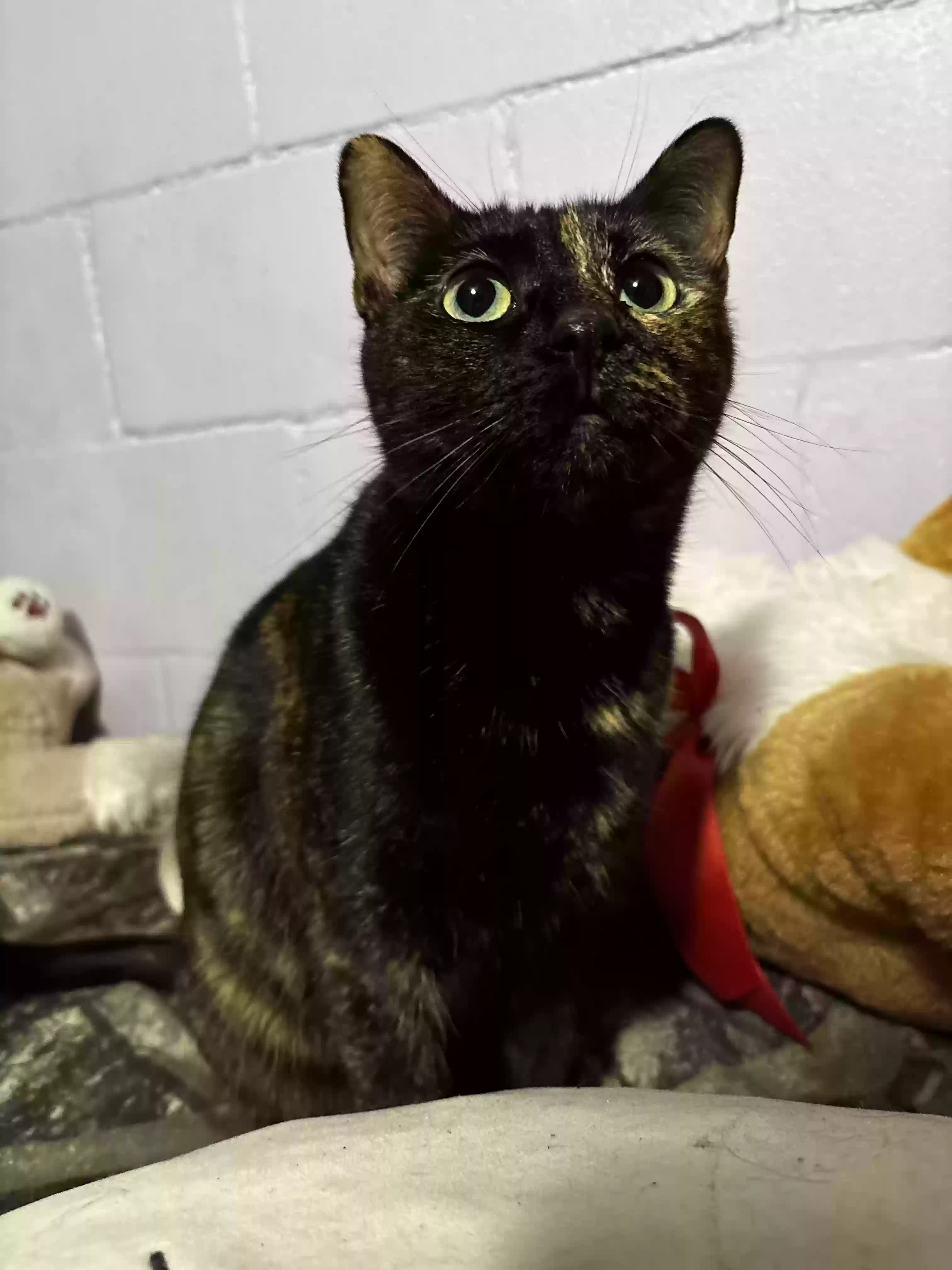 adoptable Cat in Quincy,FL named Beetlebug