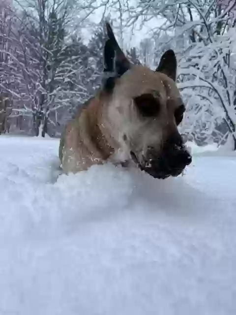 adoptable Dog in Lapeer,MI named Kozie Girl
