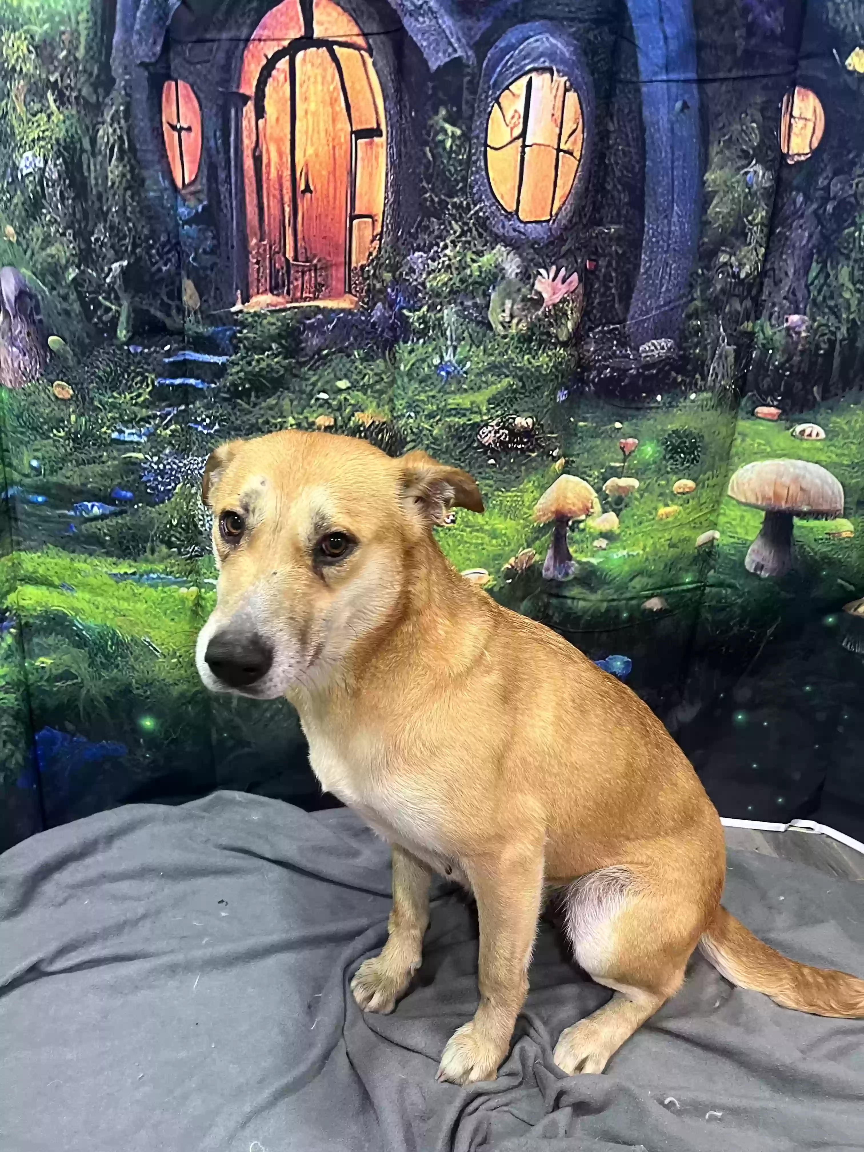 adoptable Dog in Yukon,OK named (Hou)dini