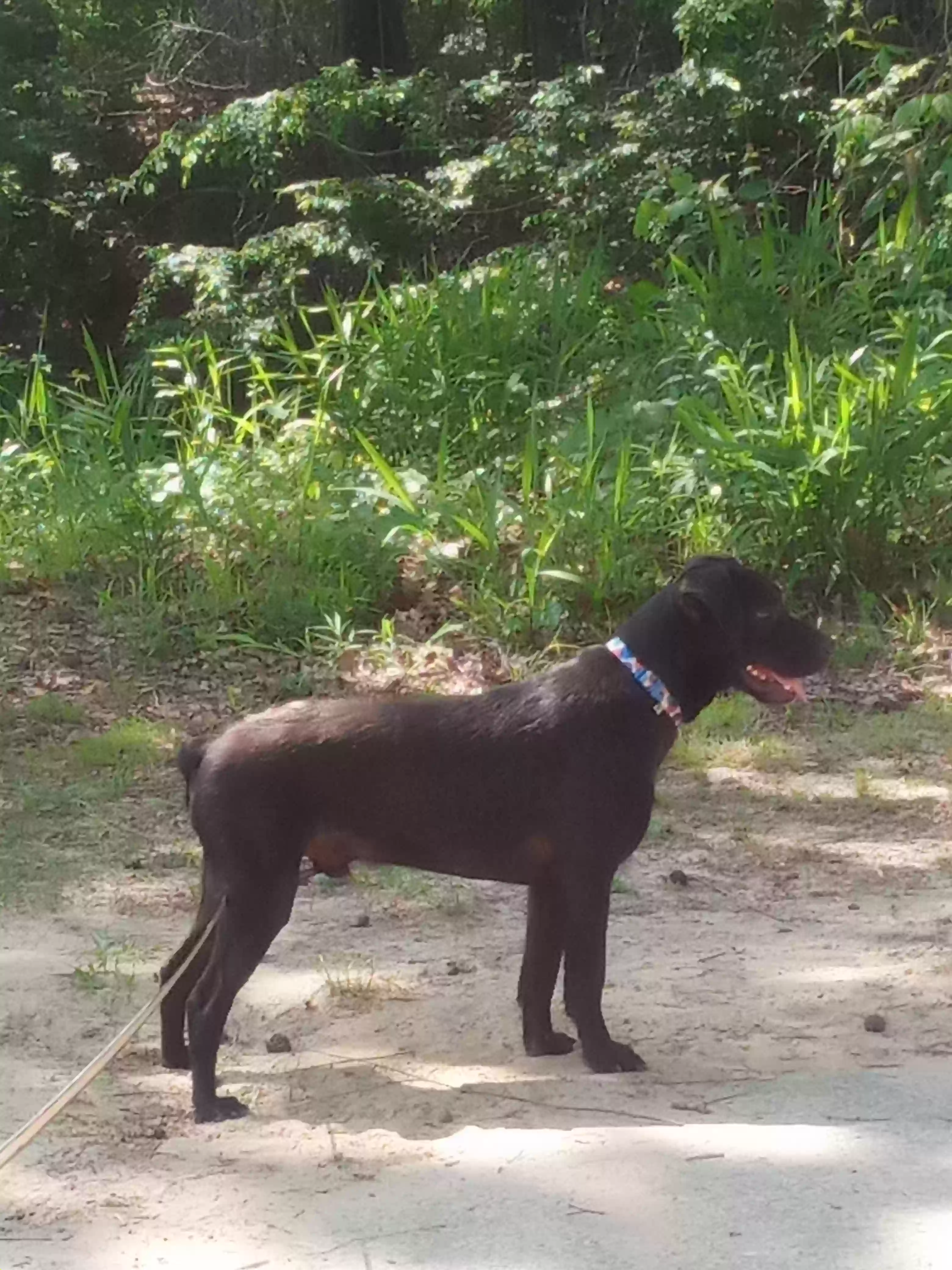 adoptable Dog in Greenville,NC named astro