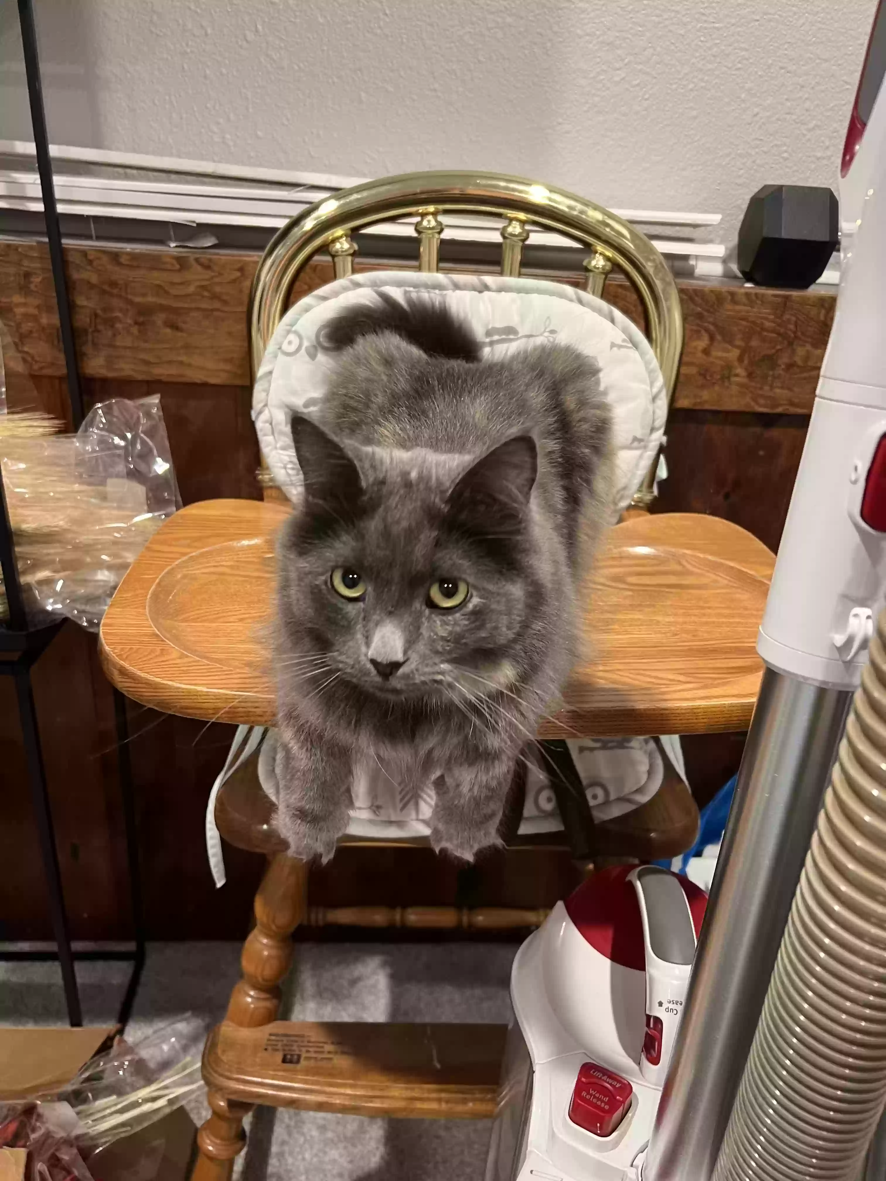 adoptable Cat in Pleasant Hill,IA named Suki