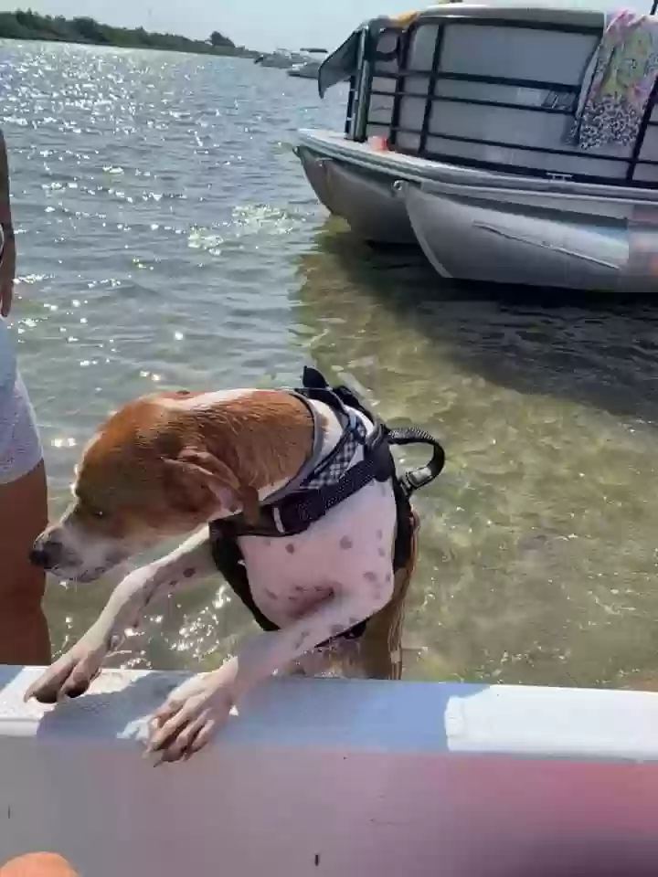 adoptable Dog in Massapequa,NY named Bailey