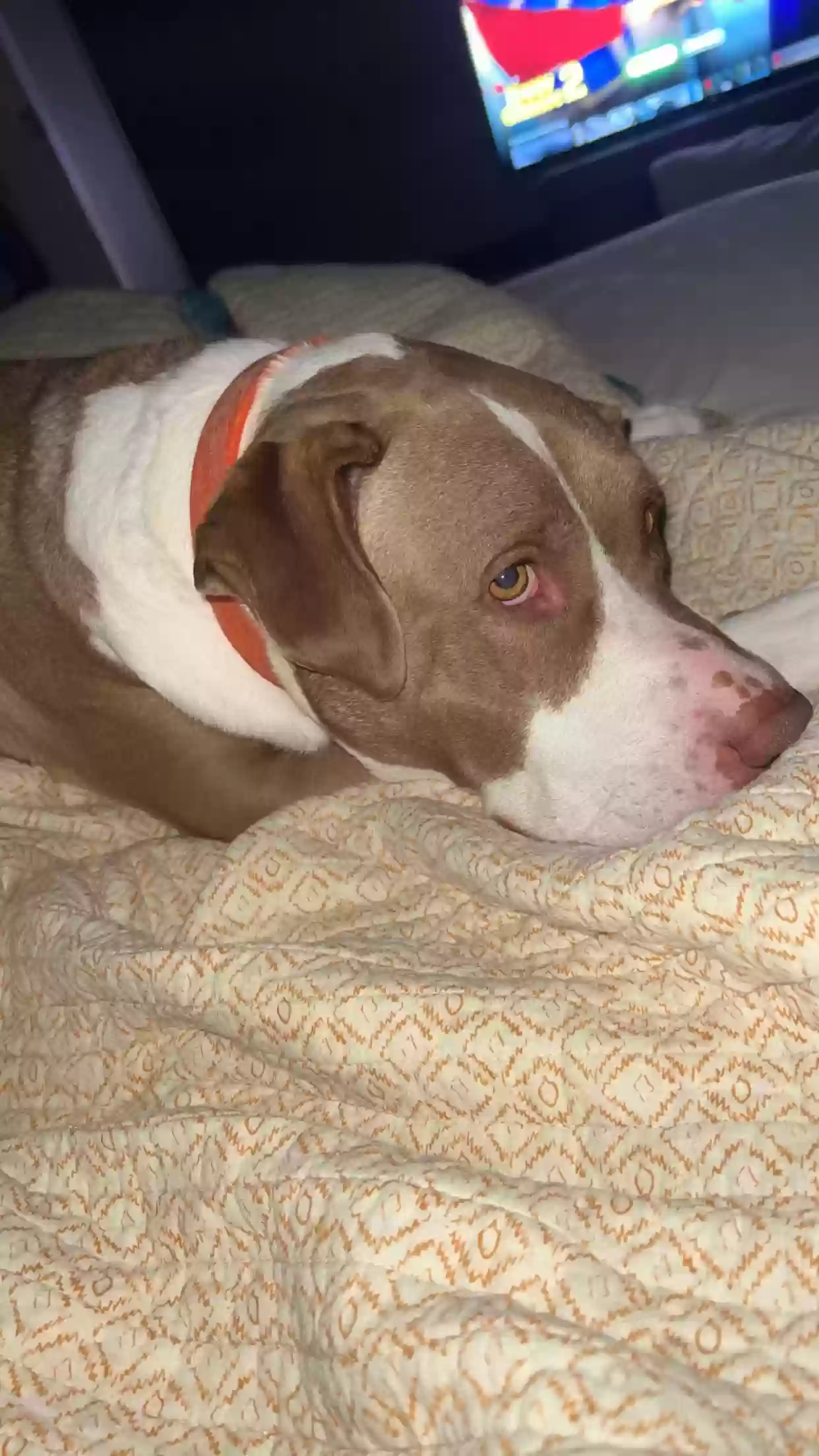 adoptable Dog in Cullman,AL named miller