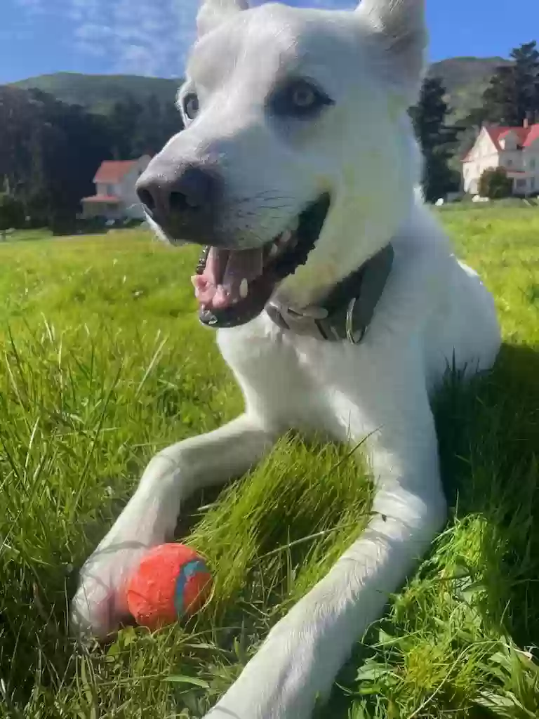 adoptable Dog in Mill Valley,CA named Sawyer