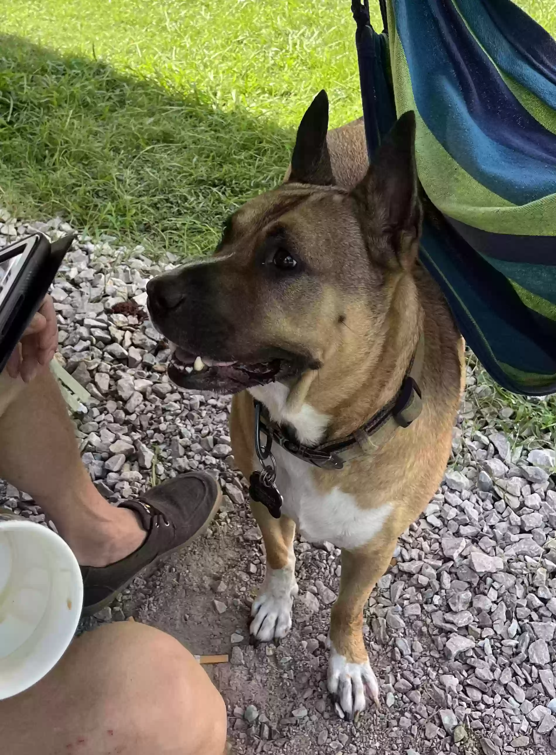adoptable Dog in Kent,CT named Akio