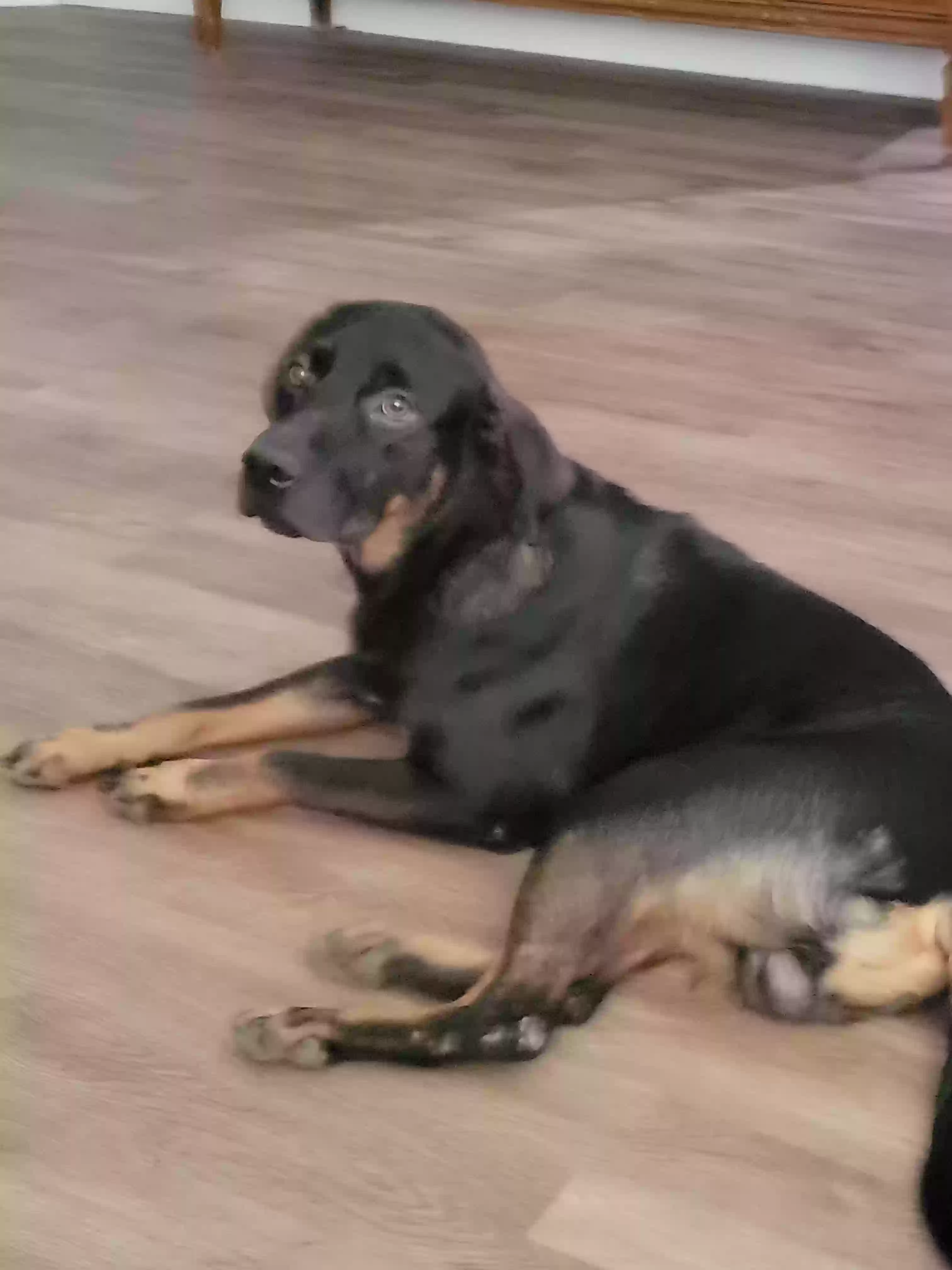 adoptable Dog in Tupelo,MS named 