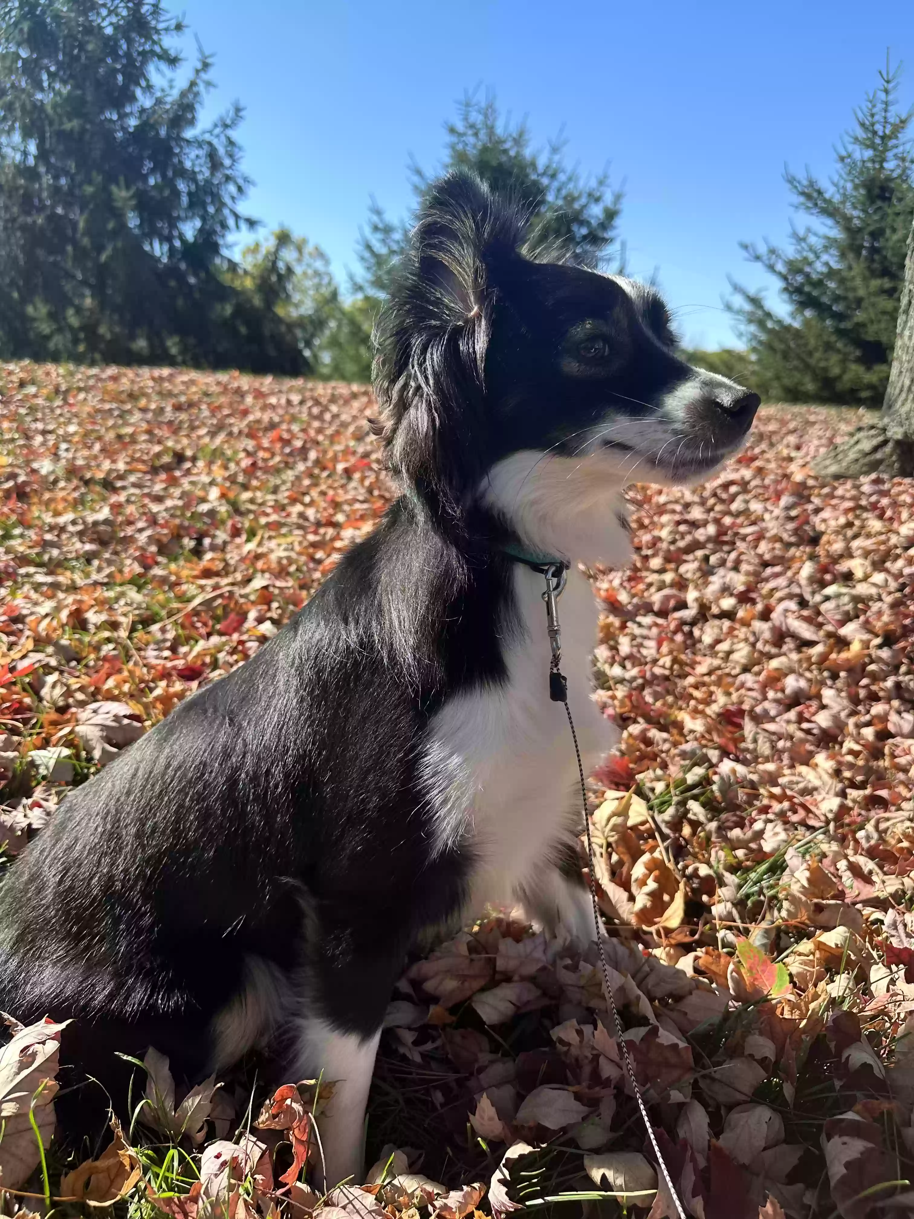 adoptable Dog in Erlanger,KY named Jax
