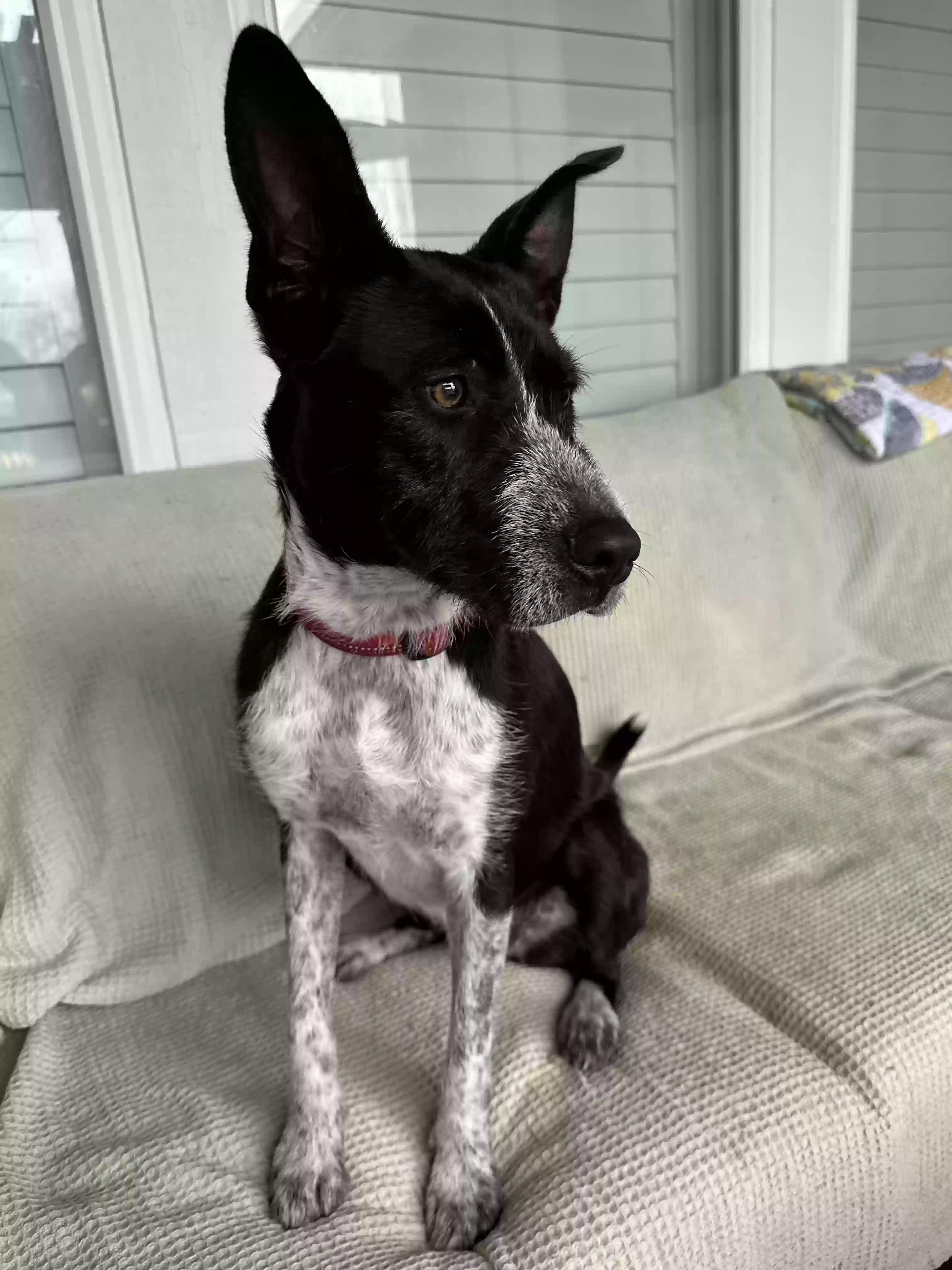 adoptable Dog in Bossier City,LA named Sadie