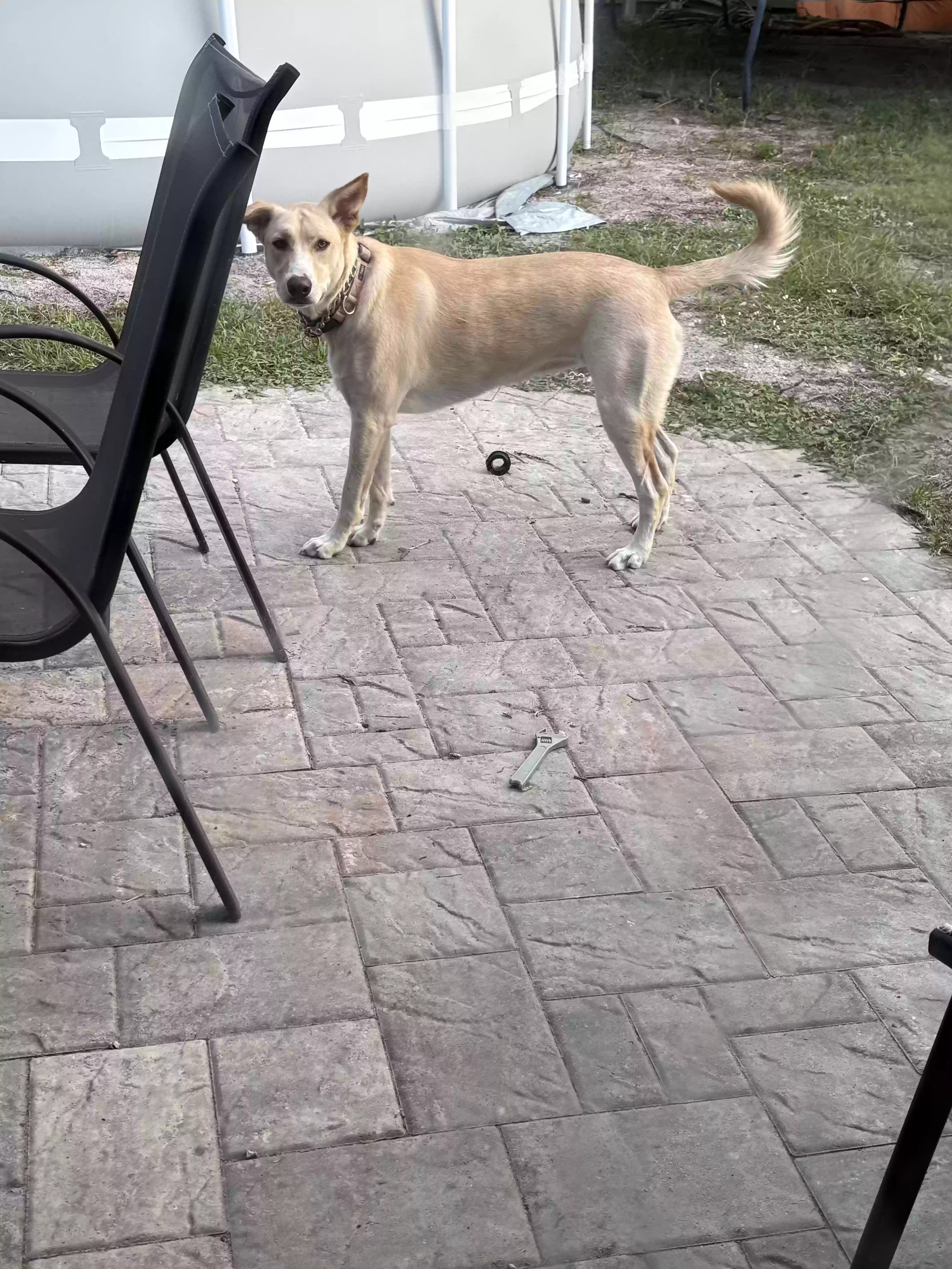 adoptable Dog in Melbourne,FL named Snowy