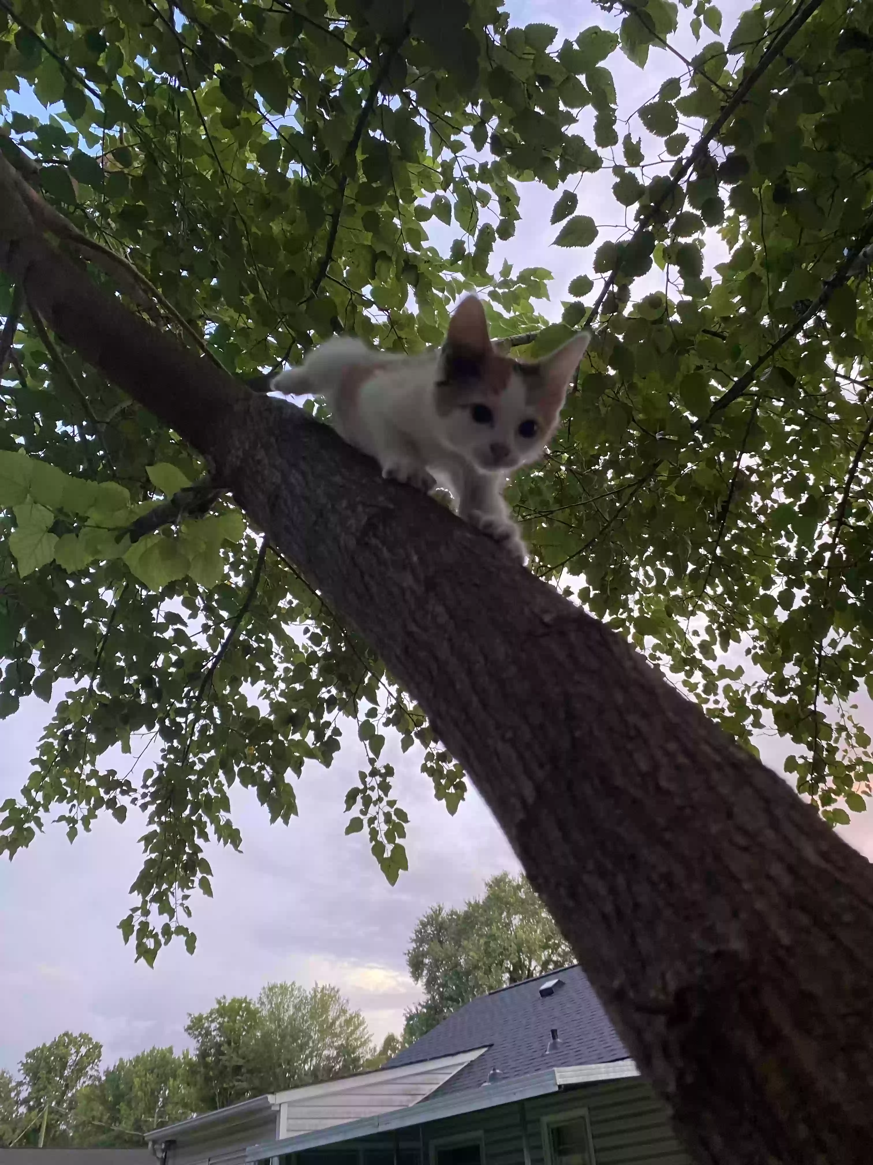 adoptable Cat in Greensboro,NC named Trixie