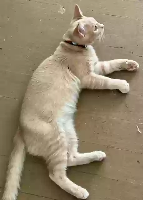 adoptable Cat in Hookerton,NC named Tommy