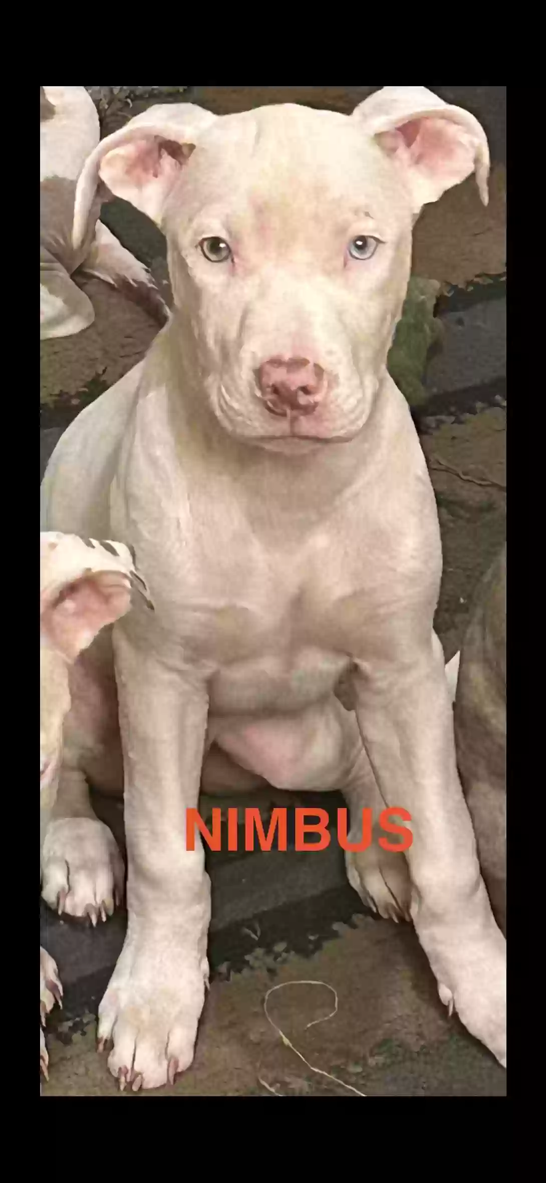 adoptable Dog in Atlanta,GA named A litter