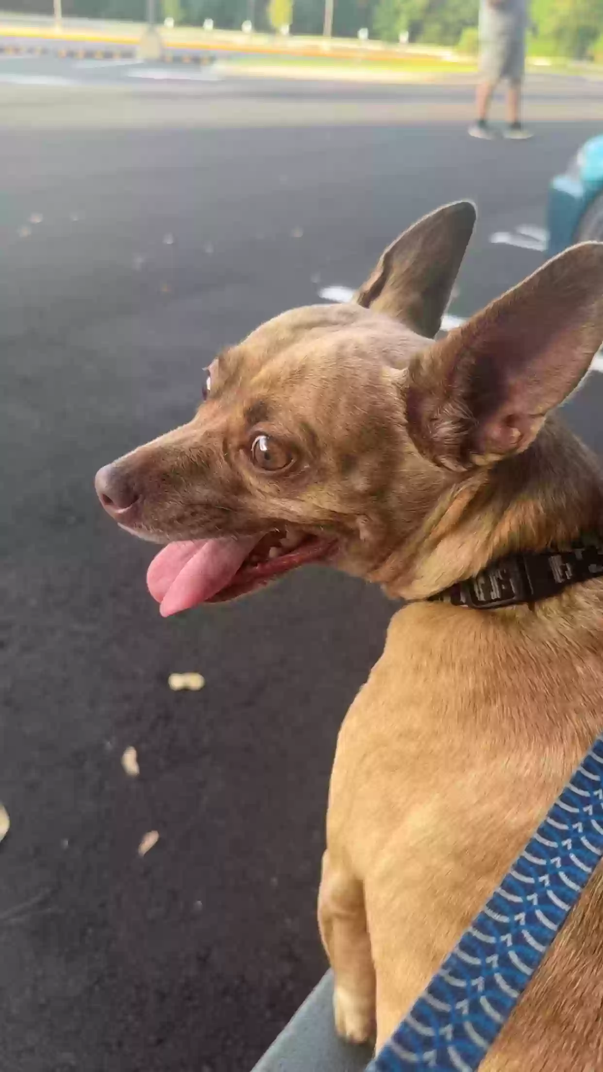 adoptable Dog in Perry,FL named Lola