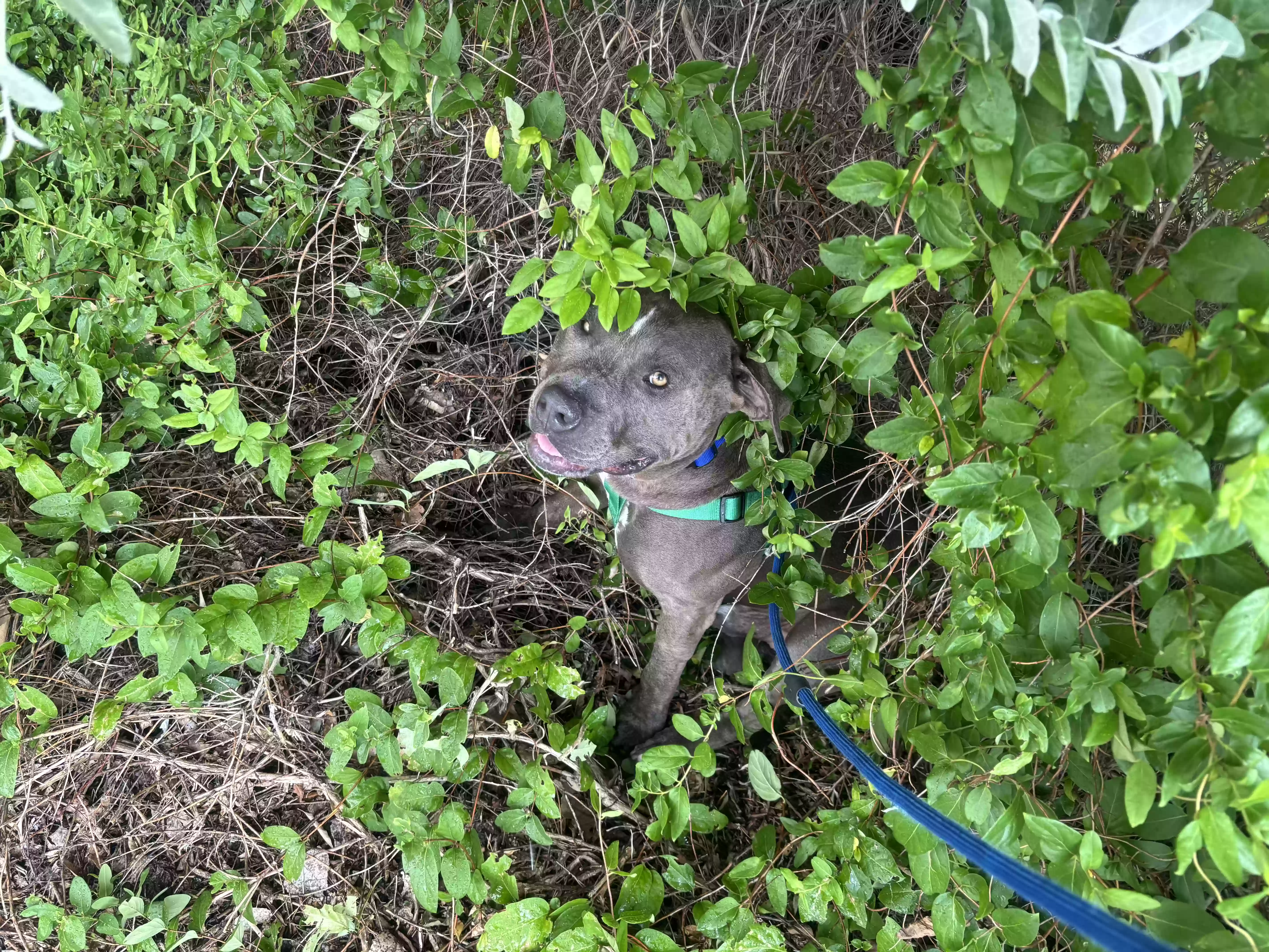 adoptable Dog in Pueblo,CO named 