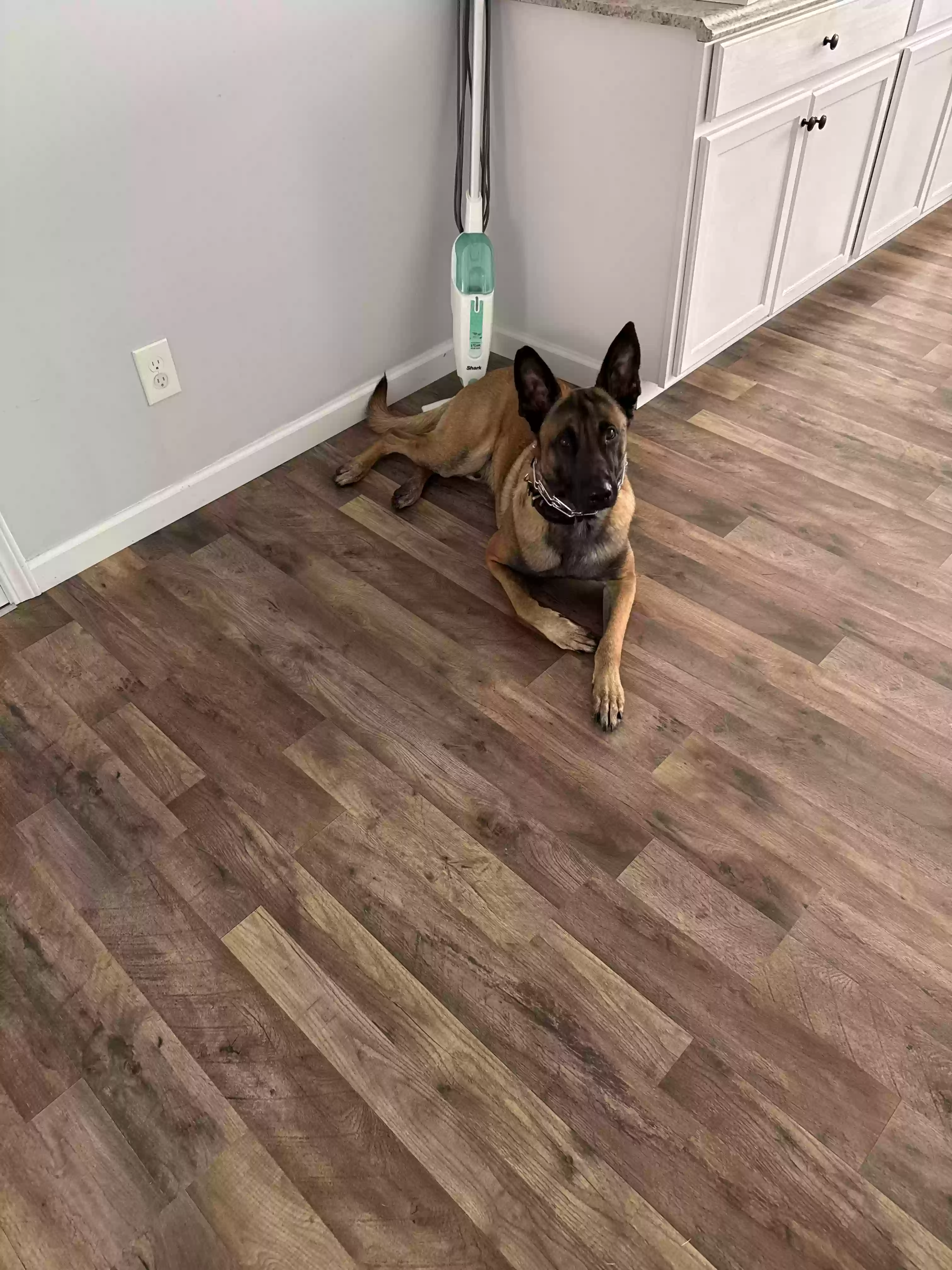 adoptable Dog in Ypsilanti,MI named Onyx