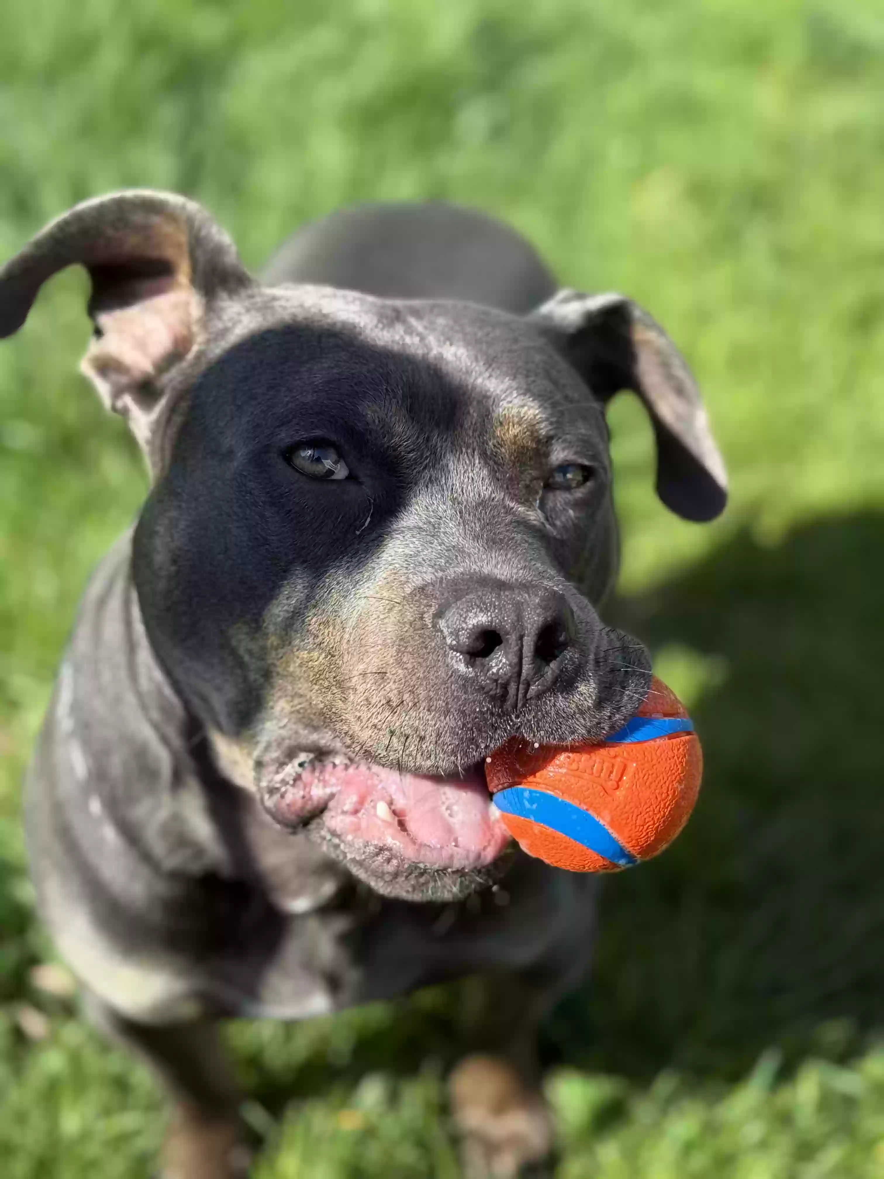 adoptable Dog in Paw Paw,MI named Duke