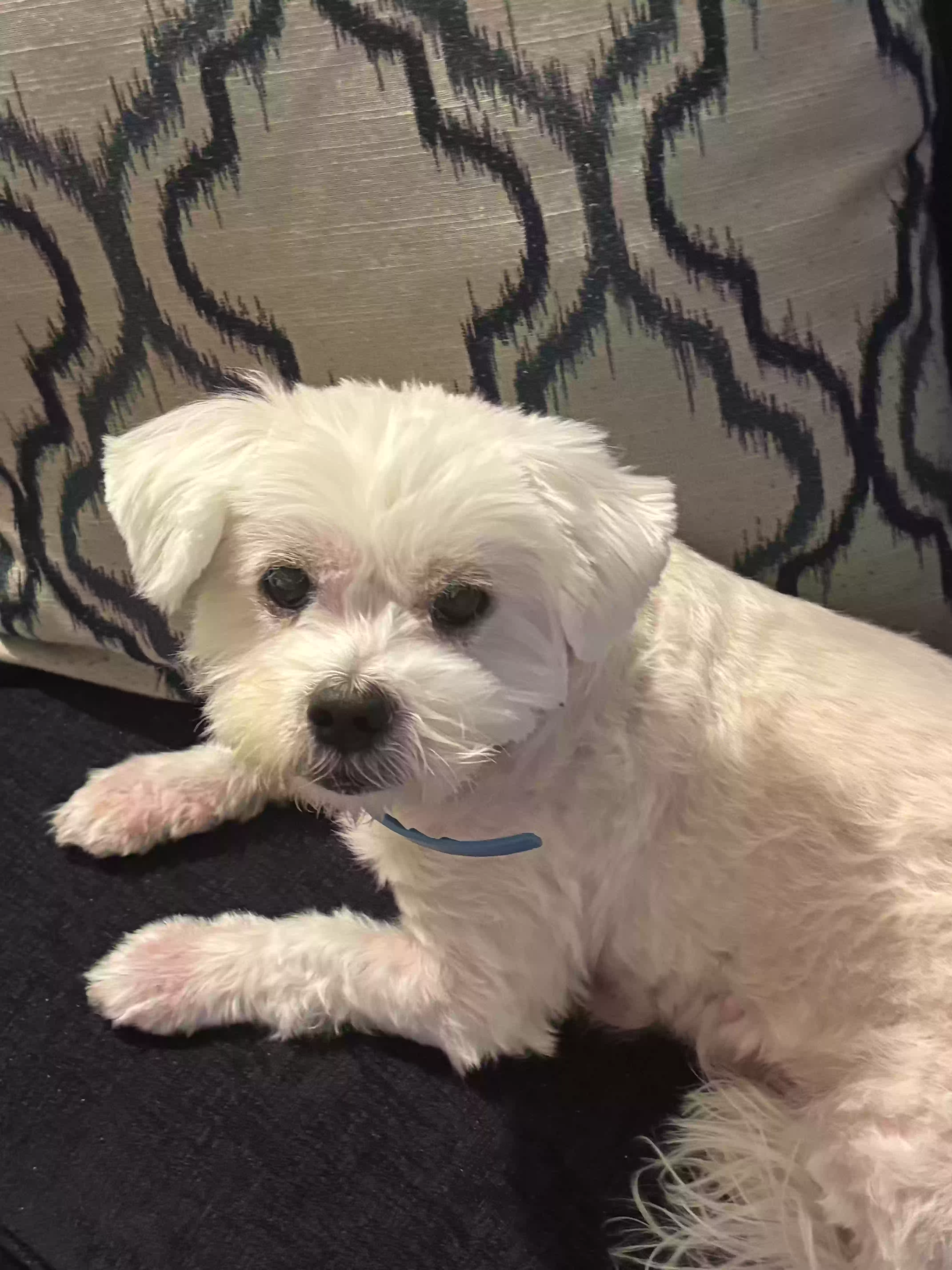 adoptable Dog in Islip,NY named Nico