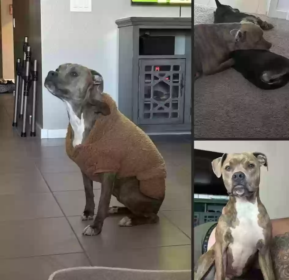 adoptable Dog in Surprise,AZ named Benji