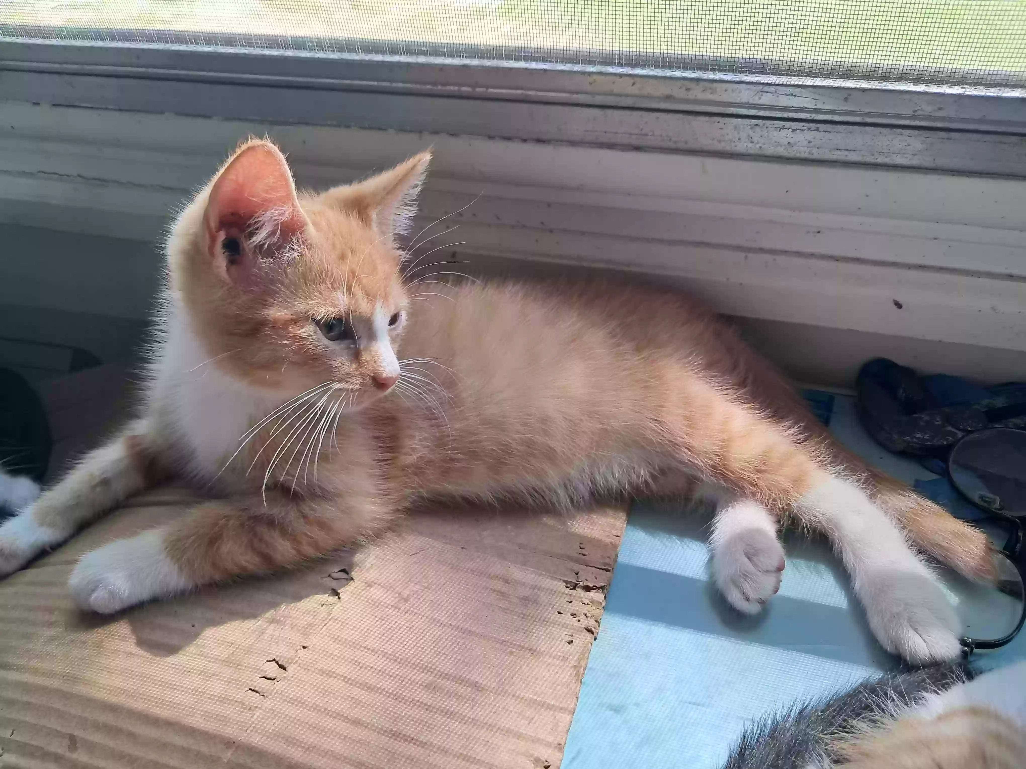 adoptable Cat in Greensboro,NC named Reacher
