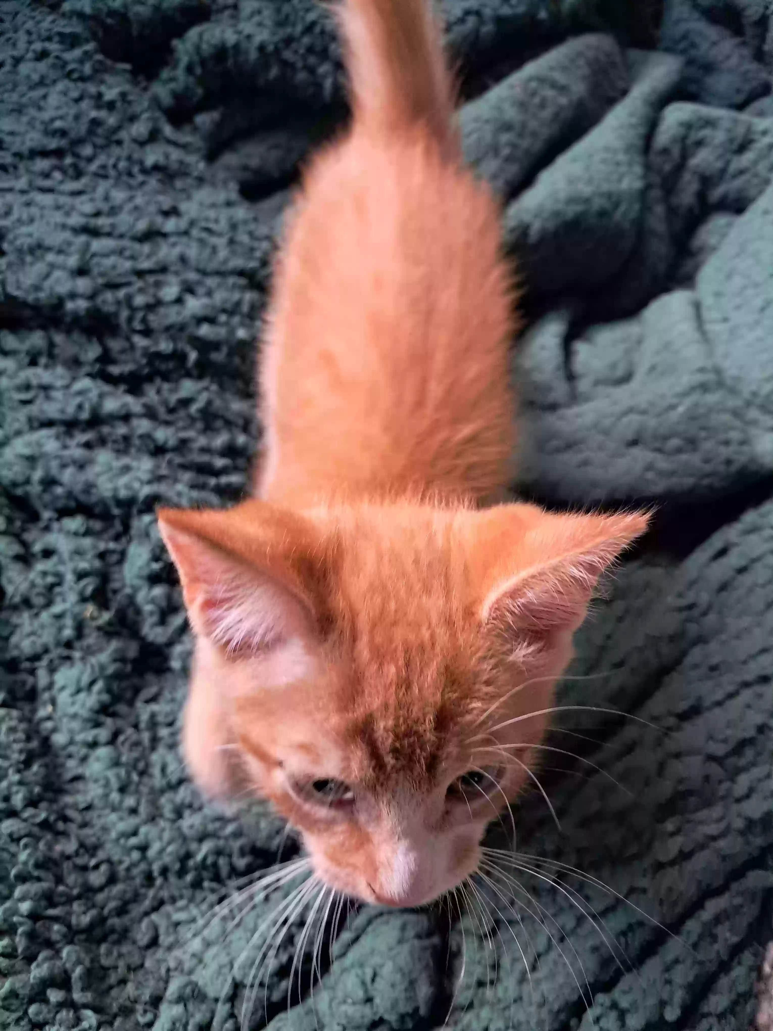 adoptable Cat in Greensboro,NC named Roamin