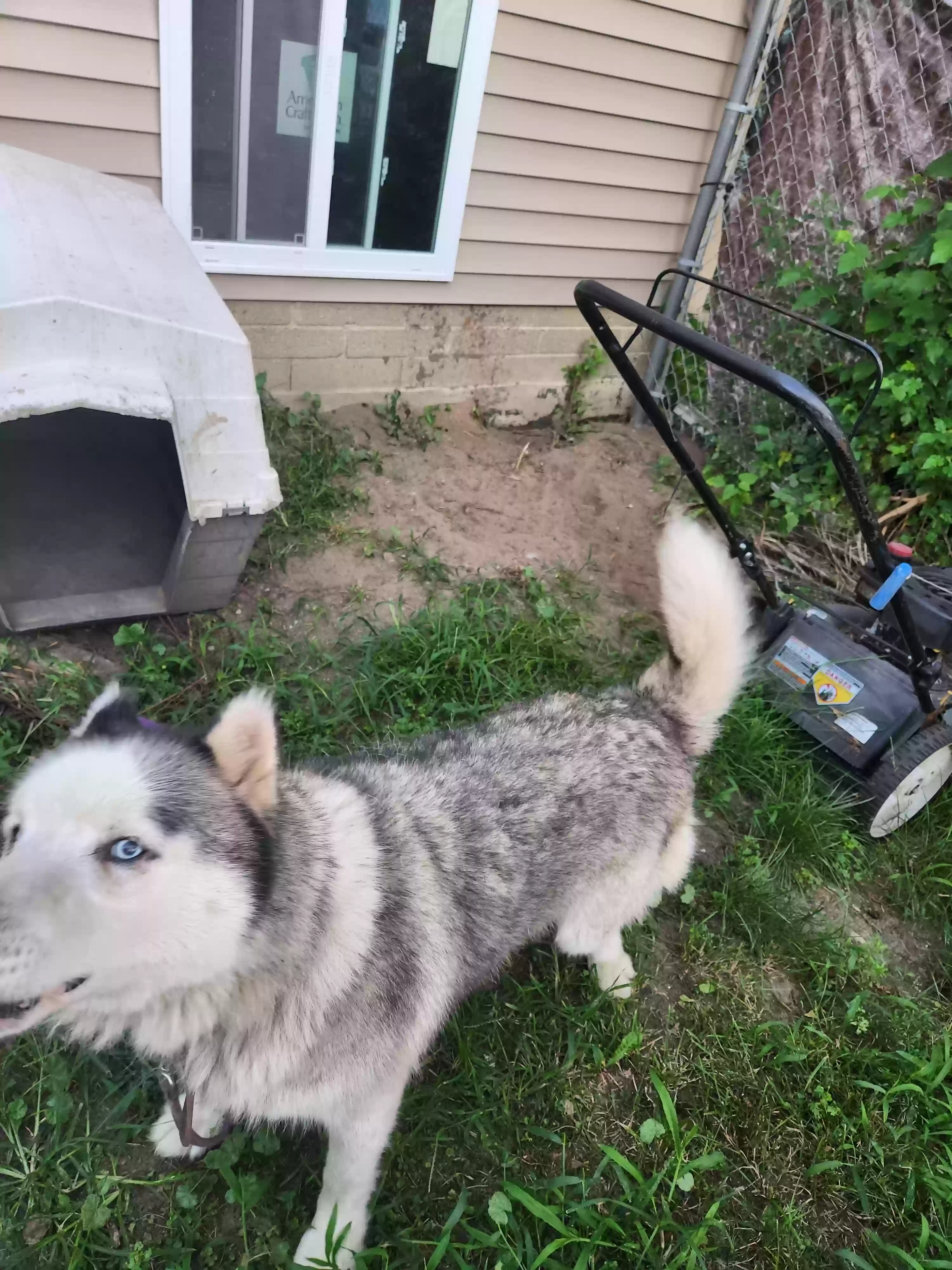 adoptable Dog in Detroit,MI named Prince