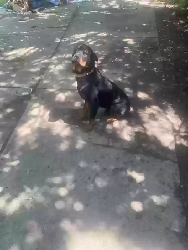 adoptable Dog in Detroit,MI named Rahlo