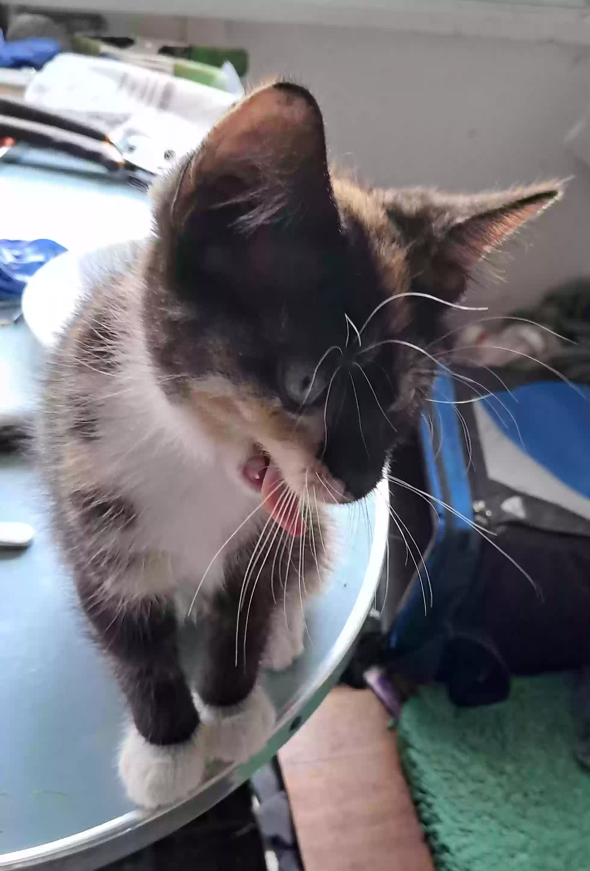 adoptable Cat in Greensboro,NC named Sasha