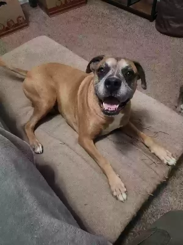 adoptable Dog in Phoenix,AZ named Phil
