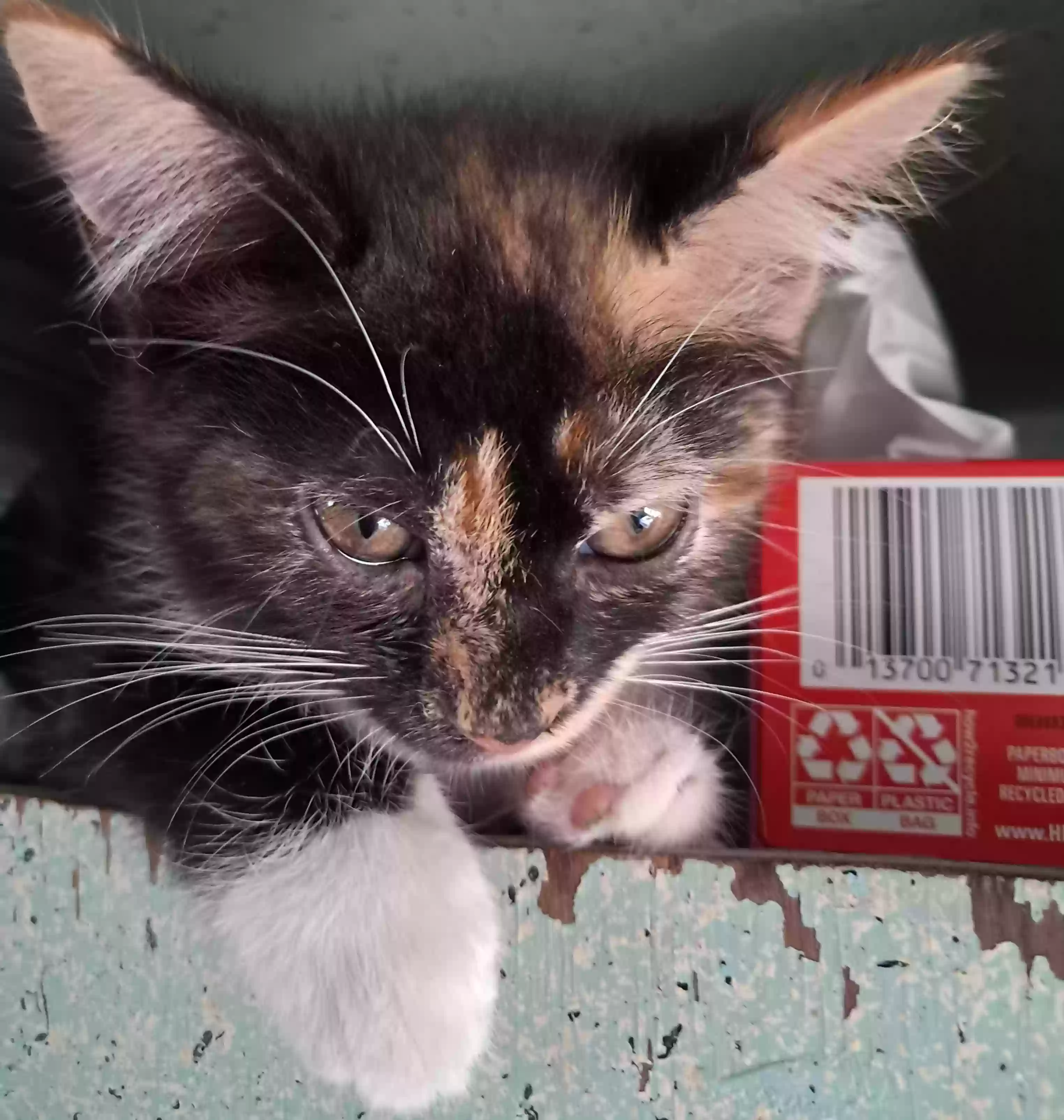 adoptable Cat in Greensboro,NC named Schatzi