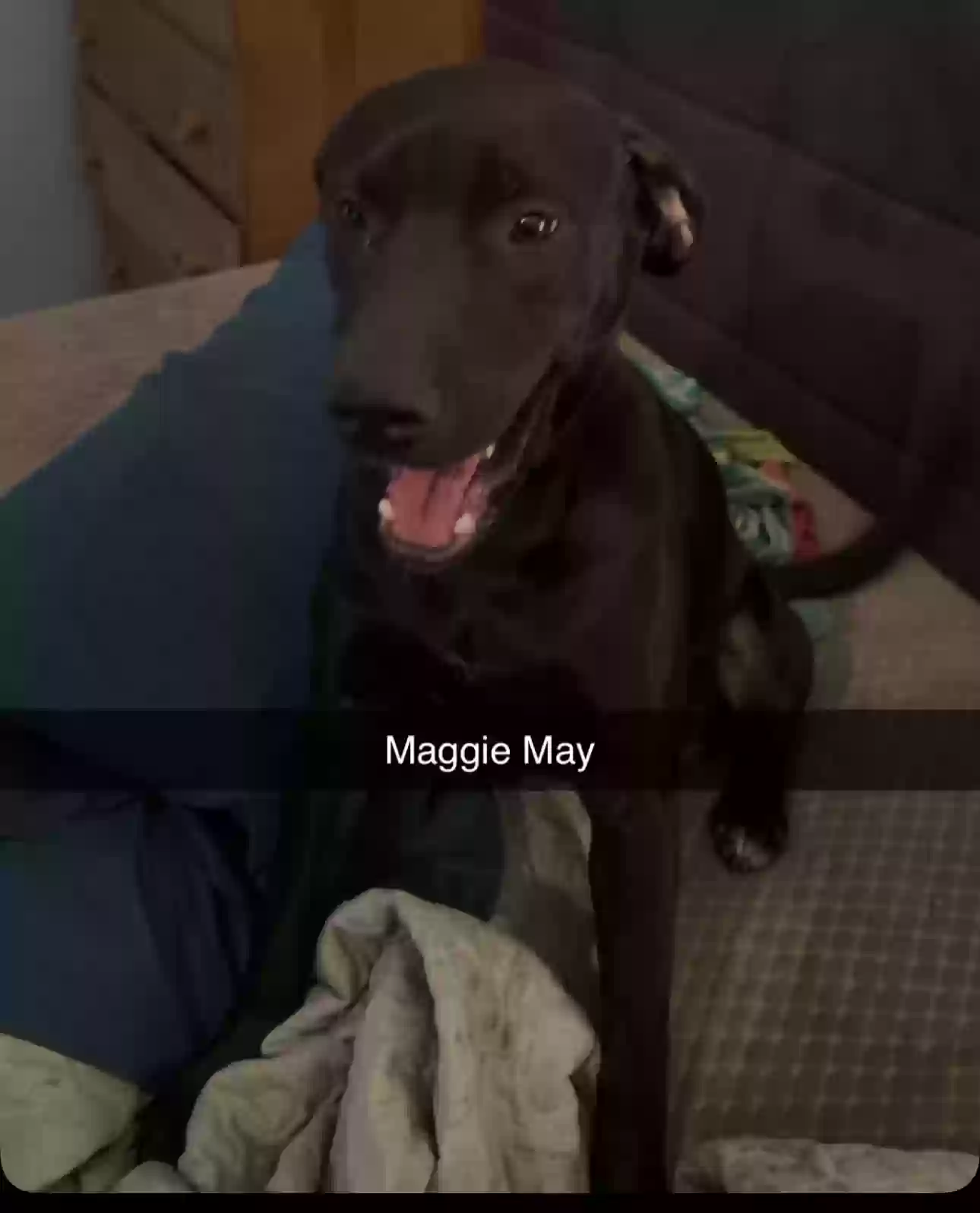 adoptable Dog in Caruthersville,MO named Maggie