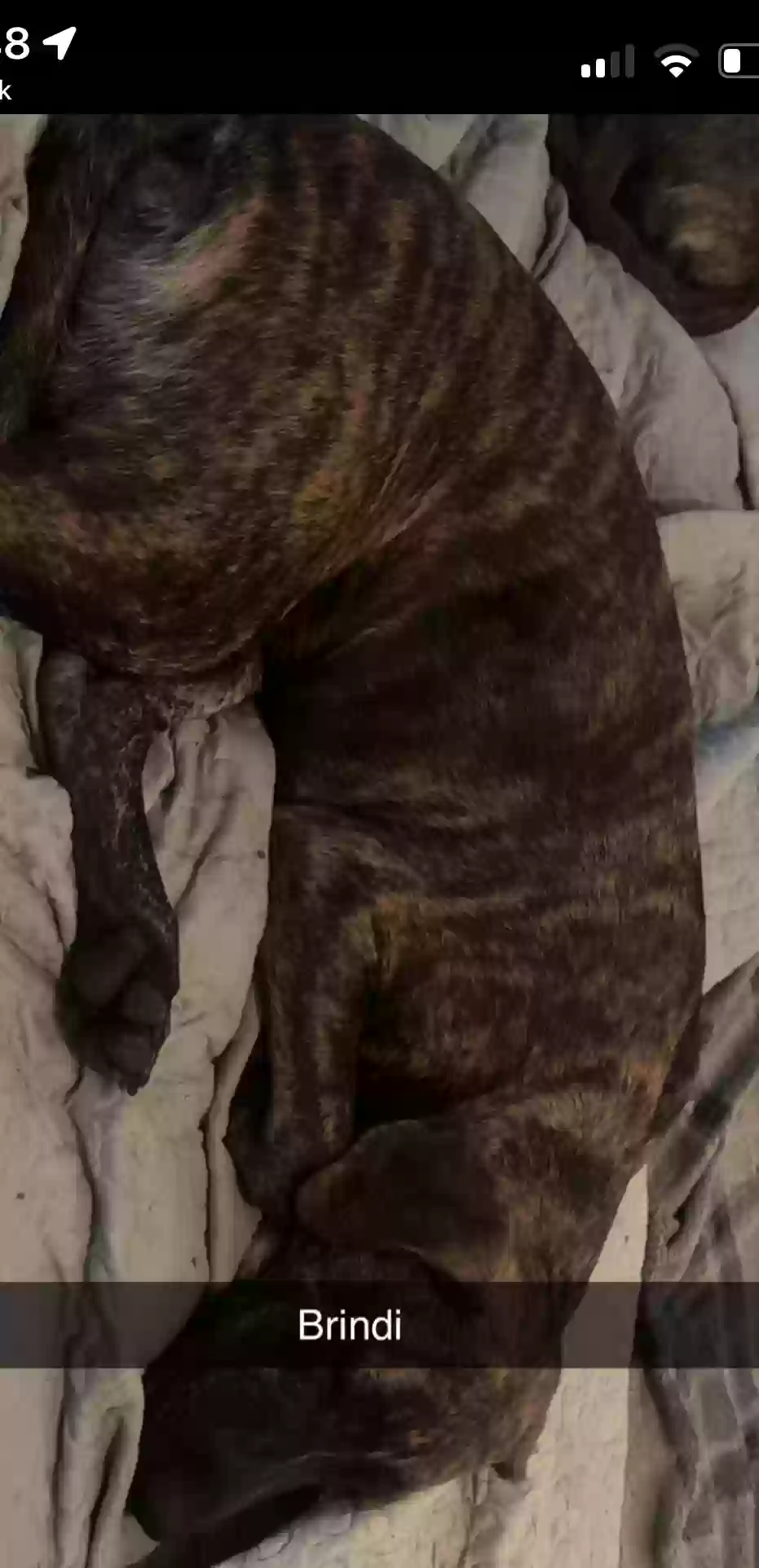 adoptable Dog in Caruthersville,MO named Brindie