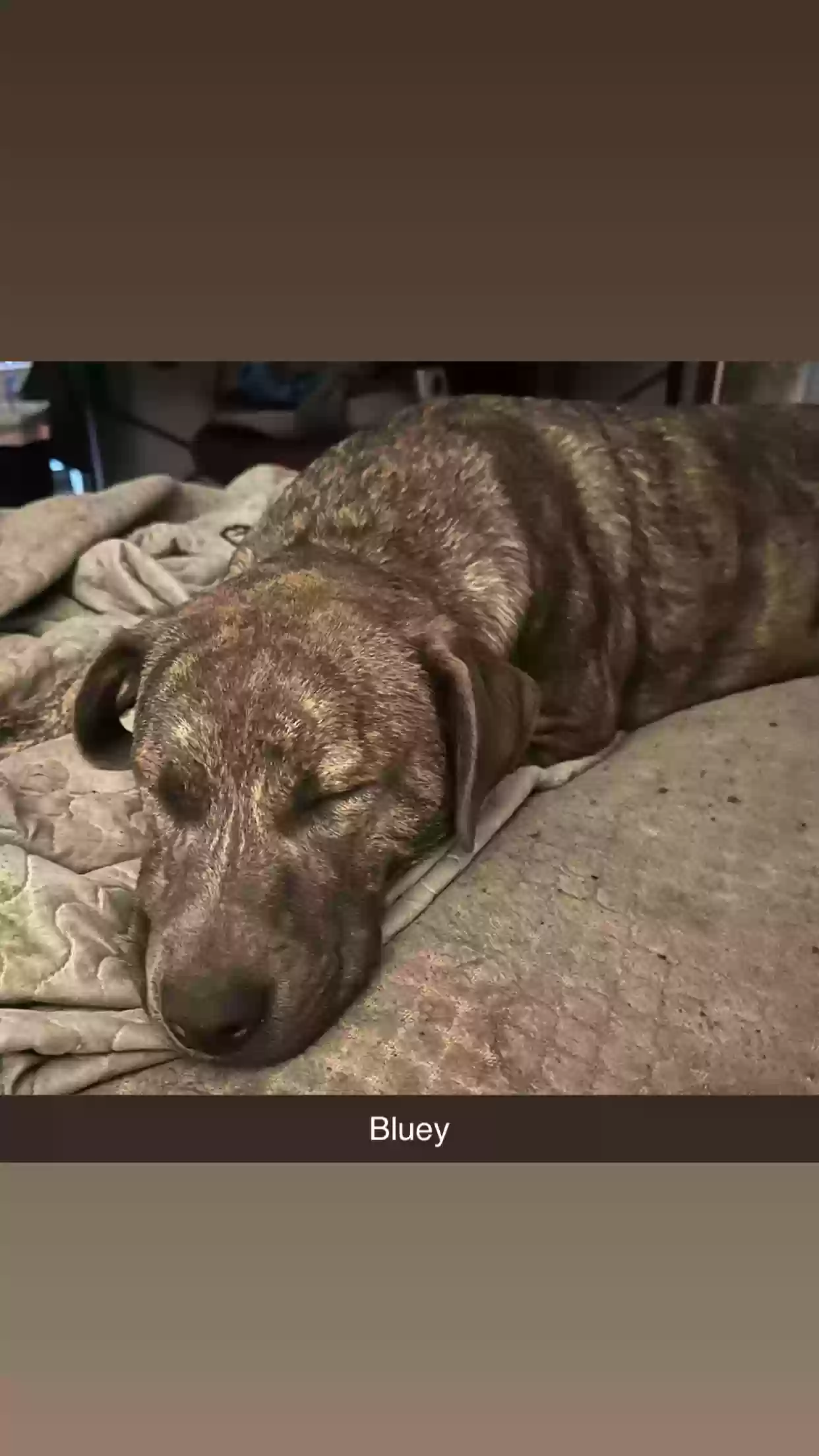 adoptable Dog in Caruthersville,MO named Bluey