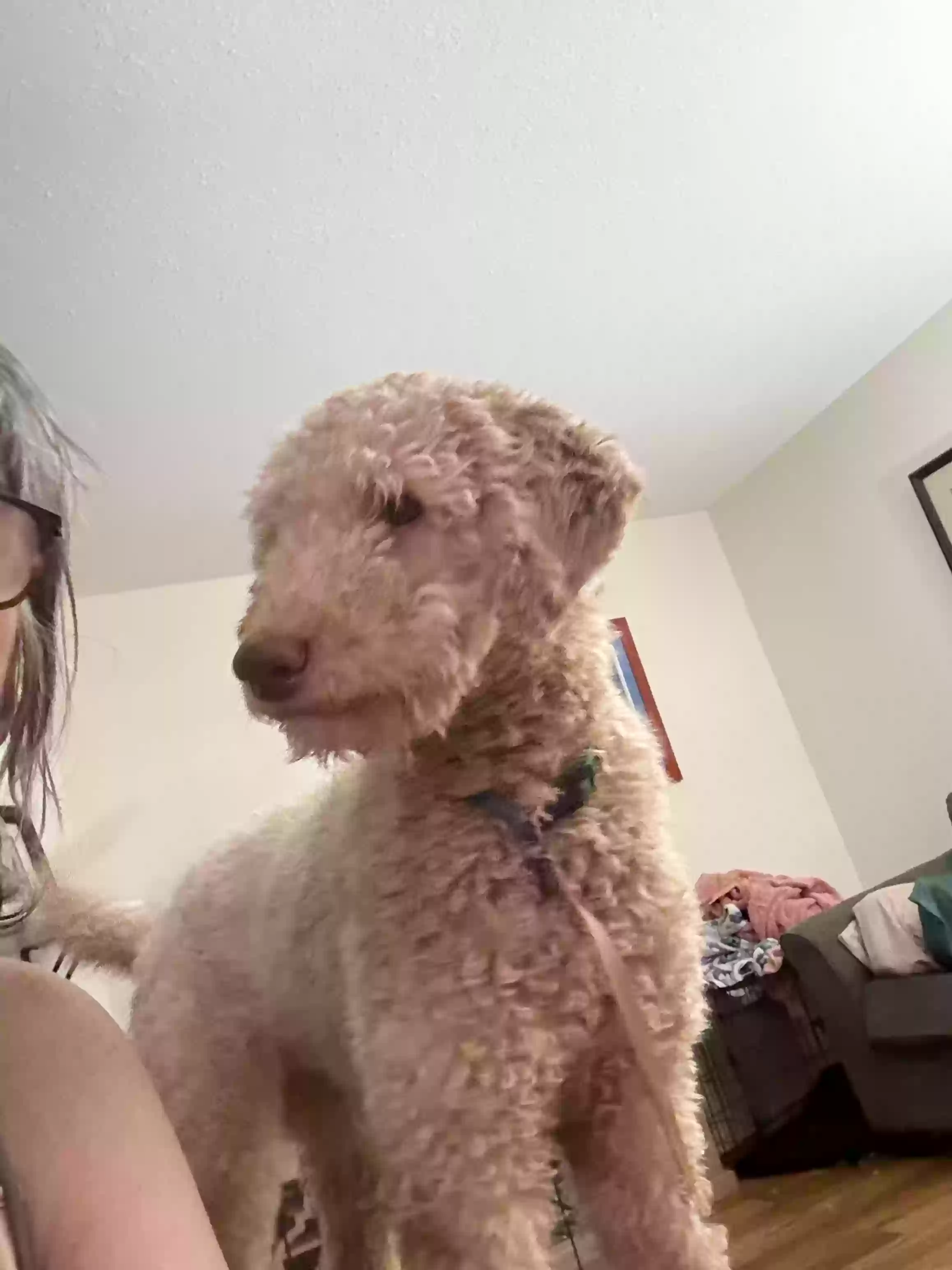 adoptable Dog in Boise,ID named Emersyn